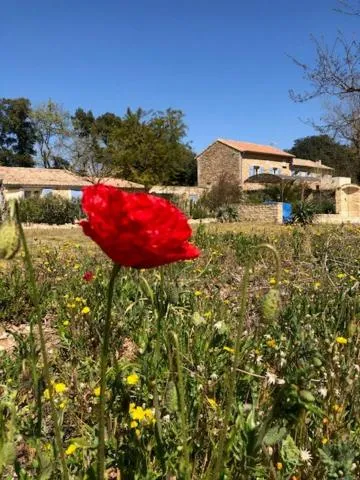 Garden in mas de costebelle