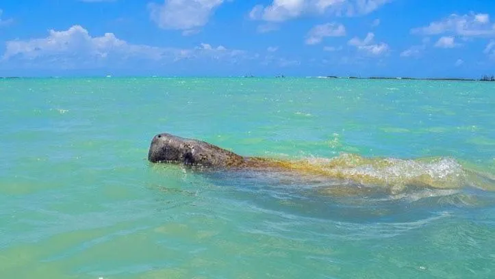 Pousada Villa Marceneiro Beach