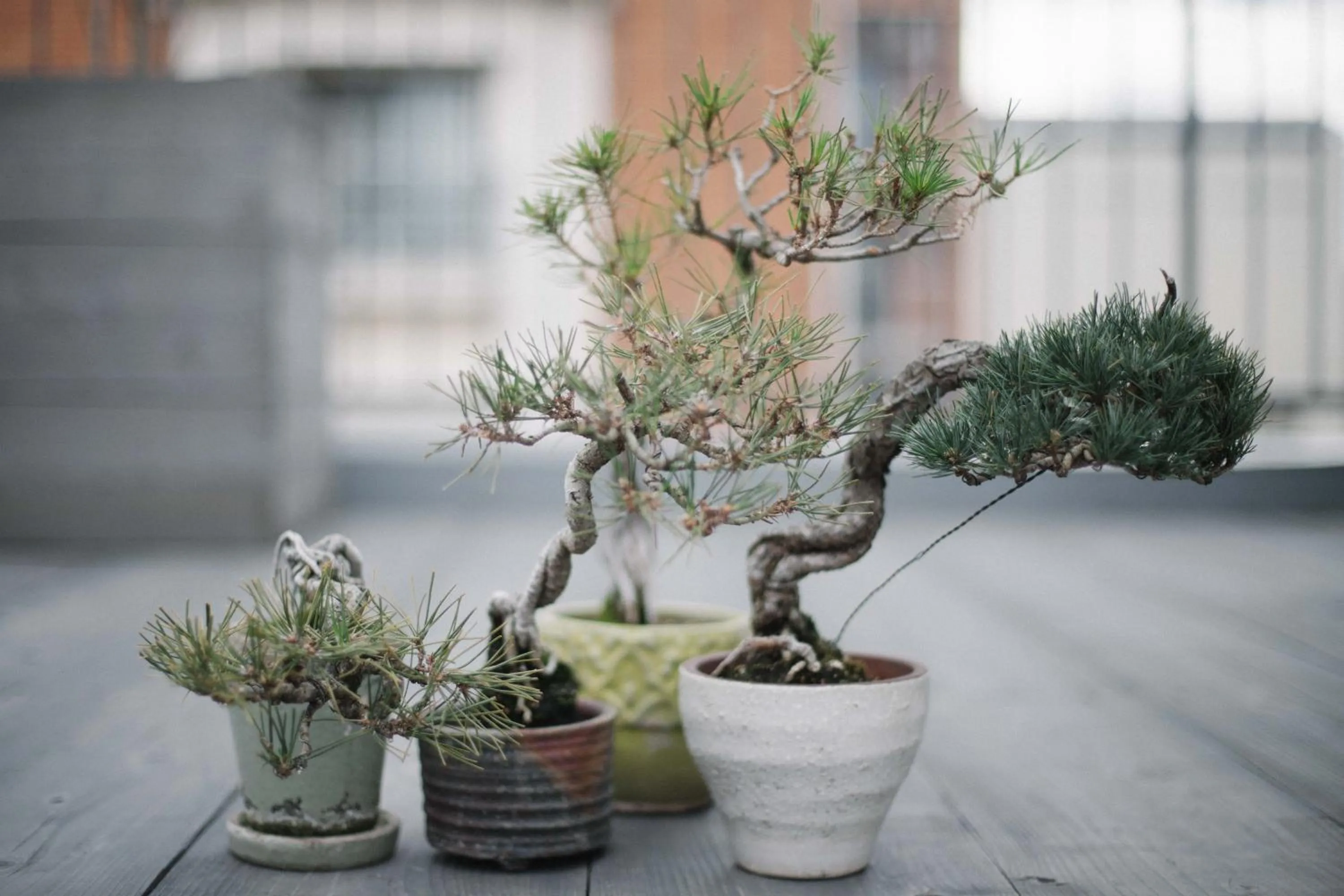 Balcony/Terrace in Sunny Day Hostel