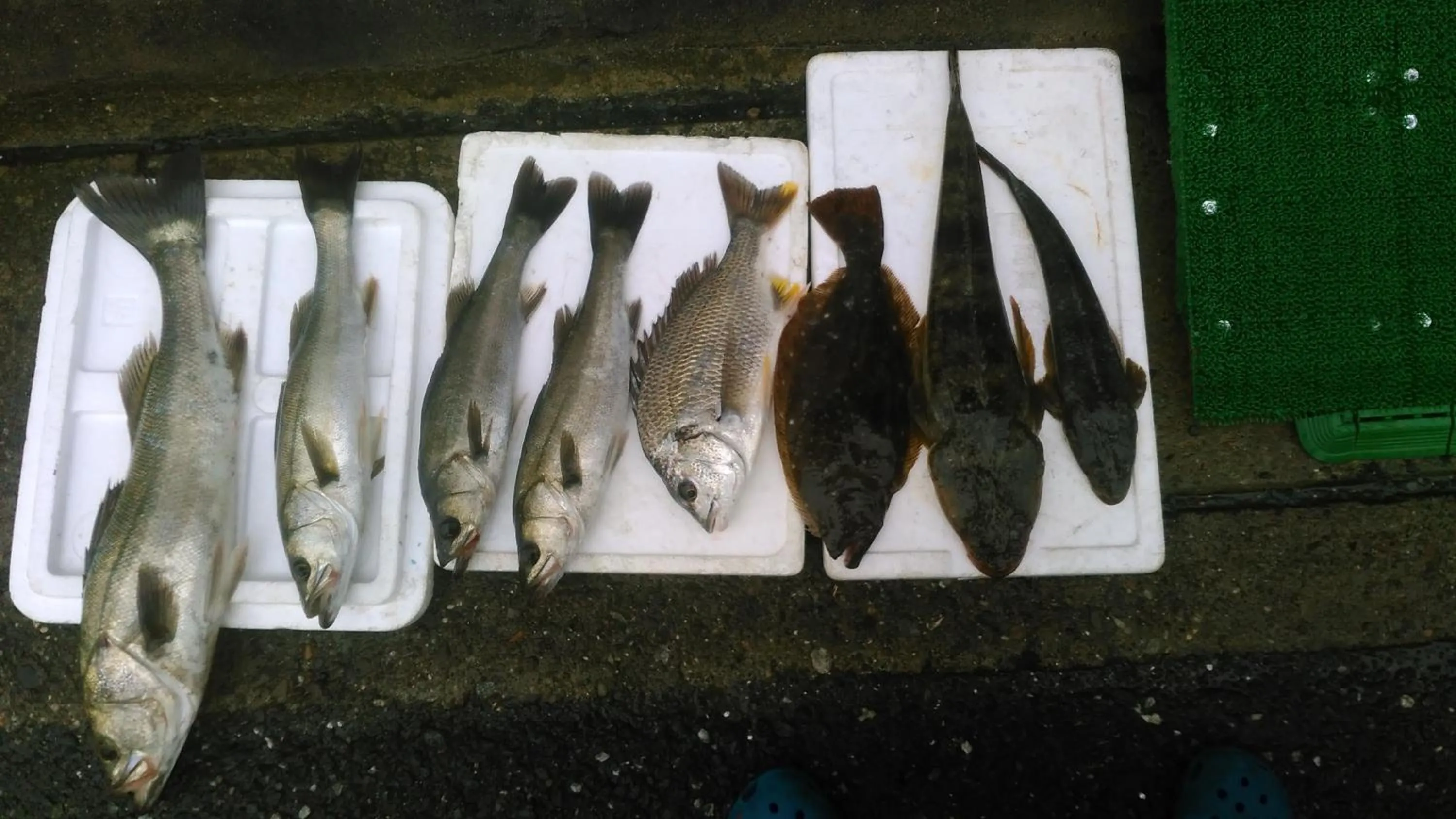 Fishing in Minshuku Takahashi Kashibuneten