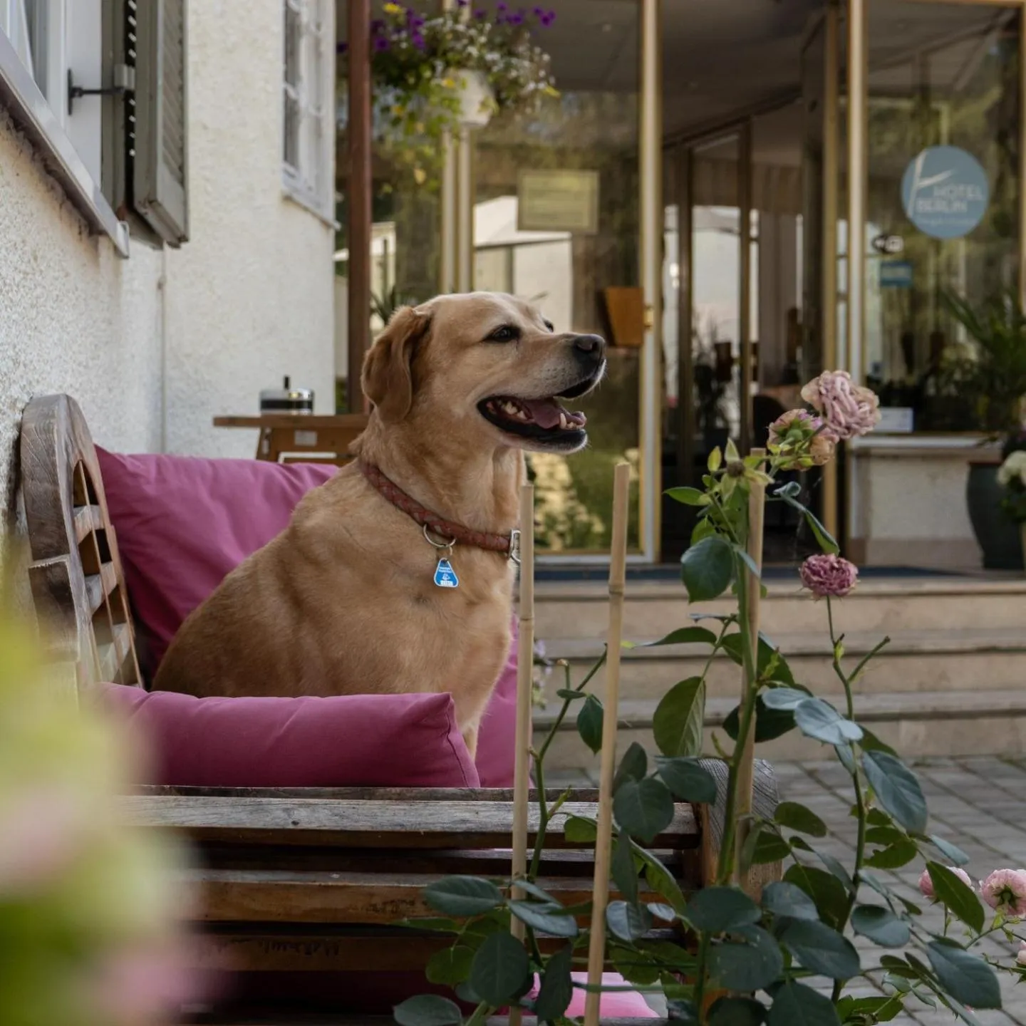 Pets in Hotel Berlin Tegernsee