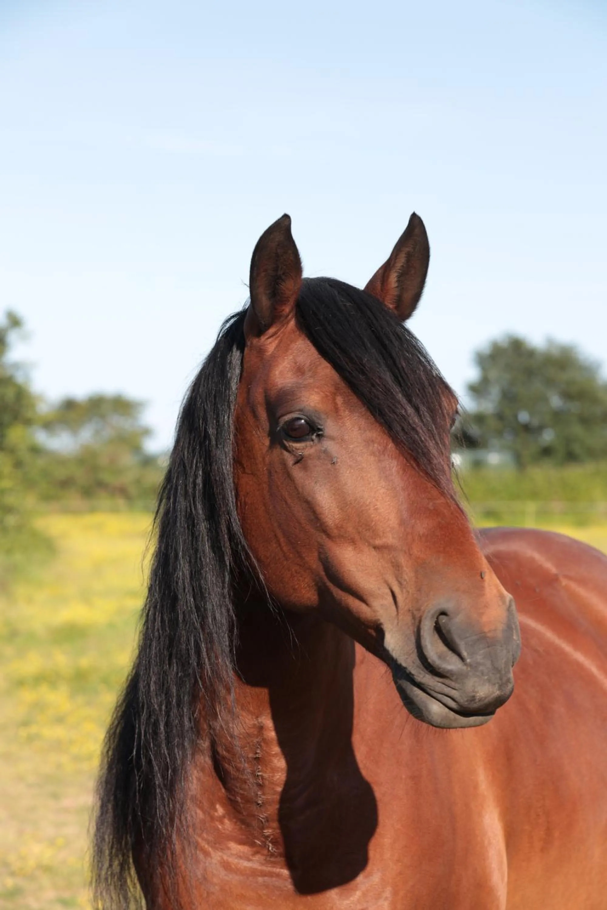 Garden view in Relais de Chasse la Chaignaie