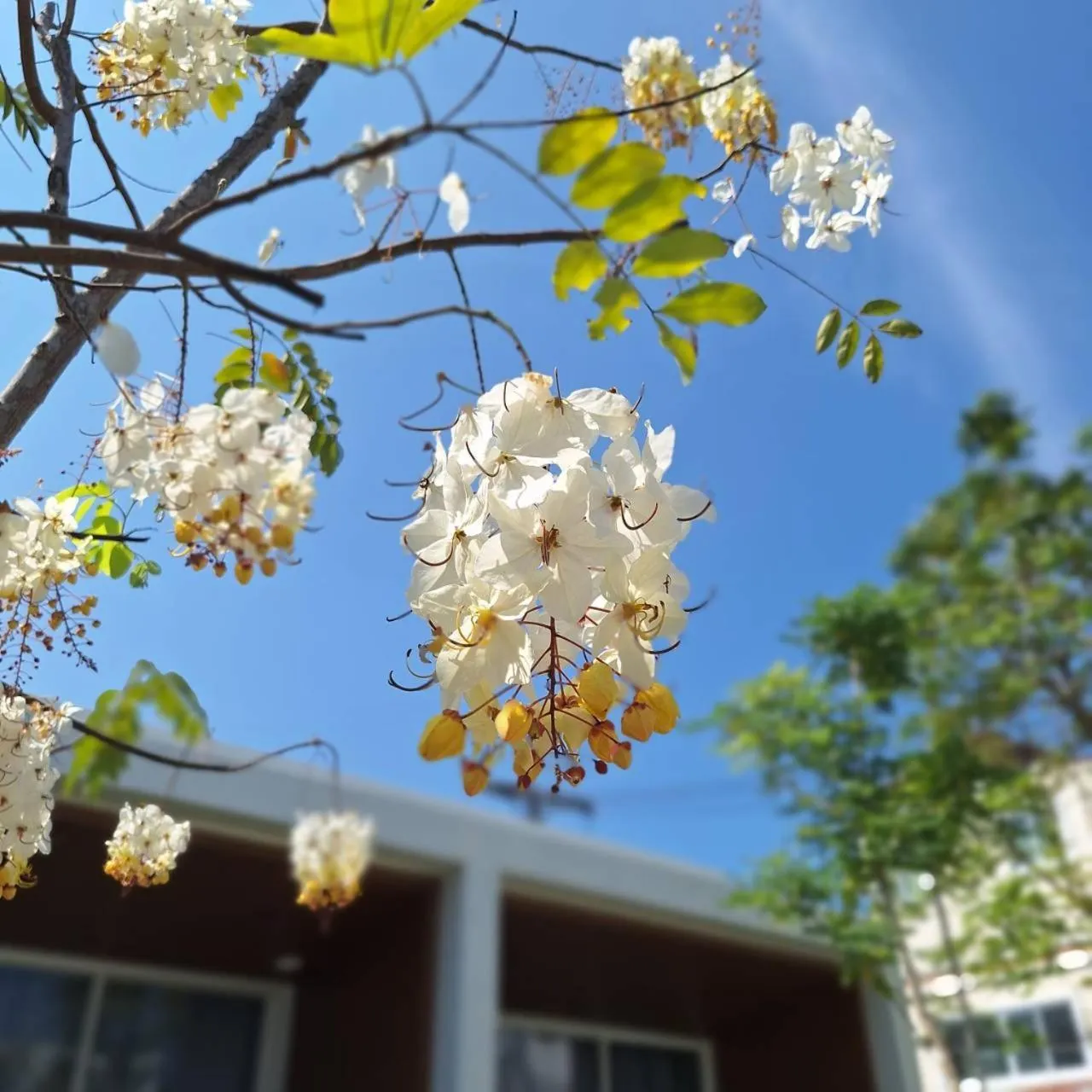 Day in Baanfah Resort Samui