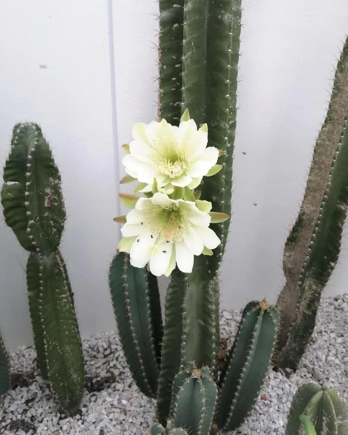 On site in Baanfah Resort Samui