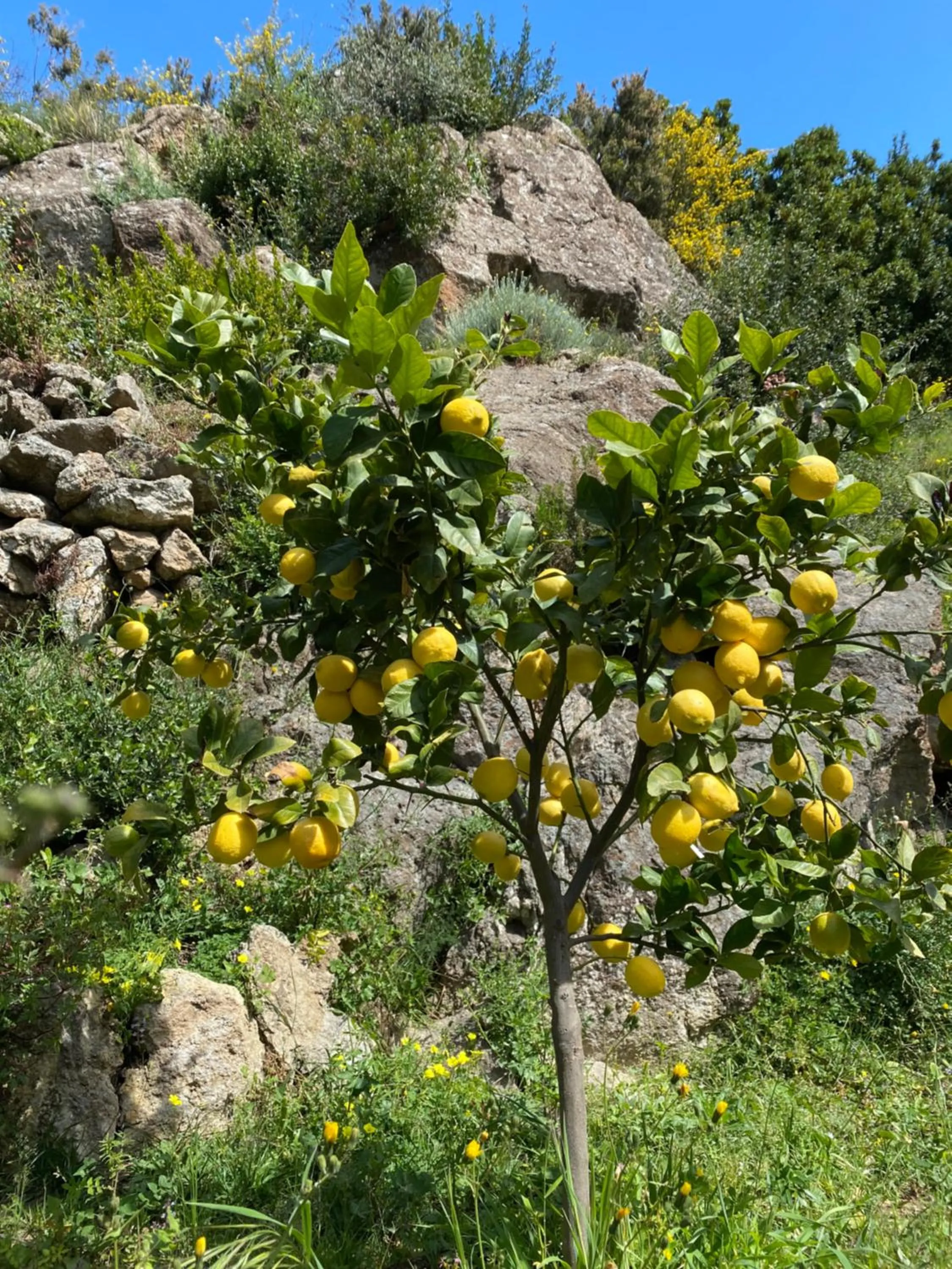 Garden in Botania Relais & Spa - The Leading Hotels of the World