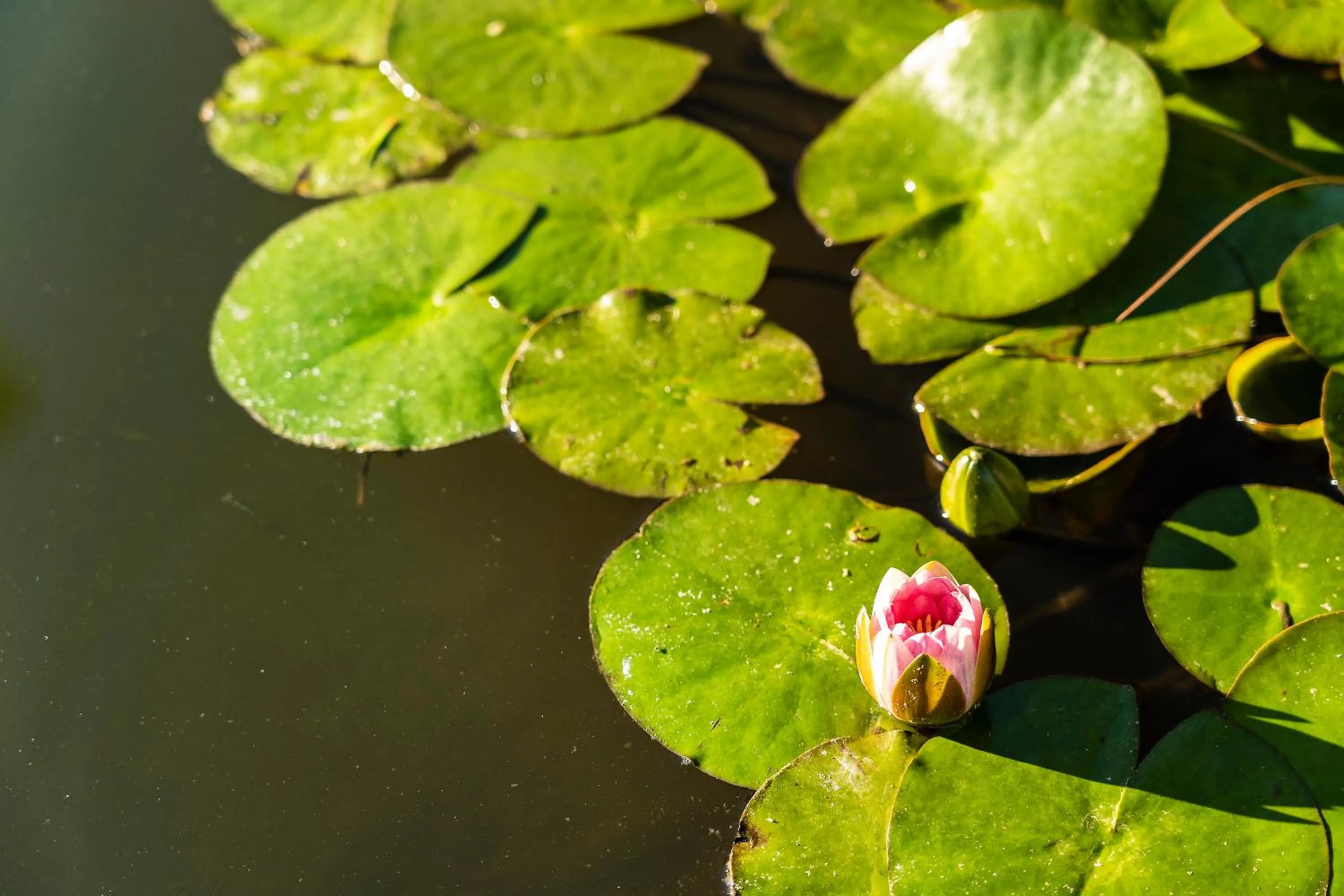 Garden in Botania Relais & Spa - The Leading Hotels of the World