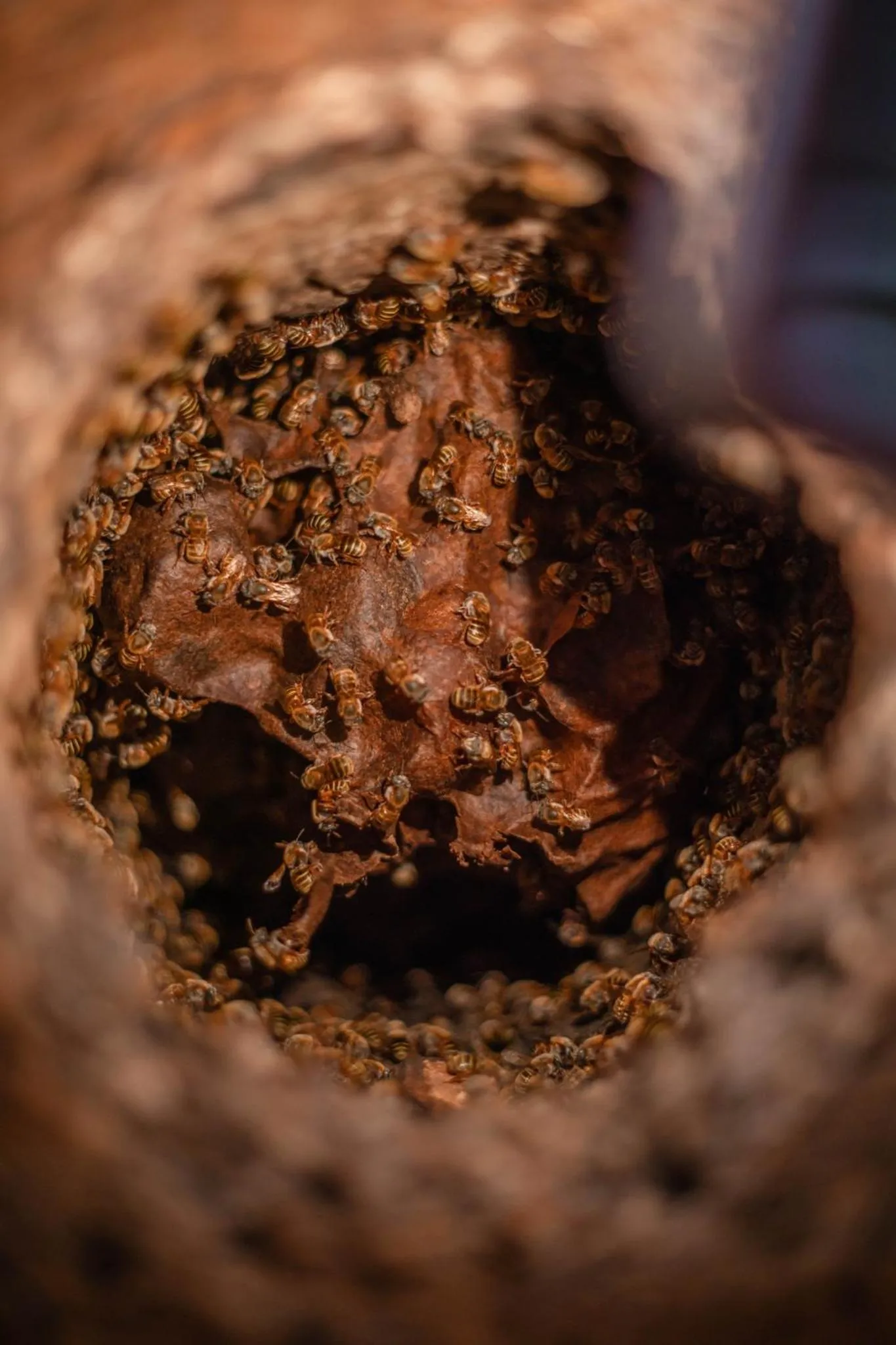 Nearby landmark in Viceroy Riviera Maya, a Luxury Villa Resort - Adults Only