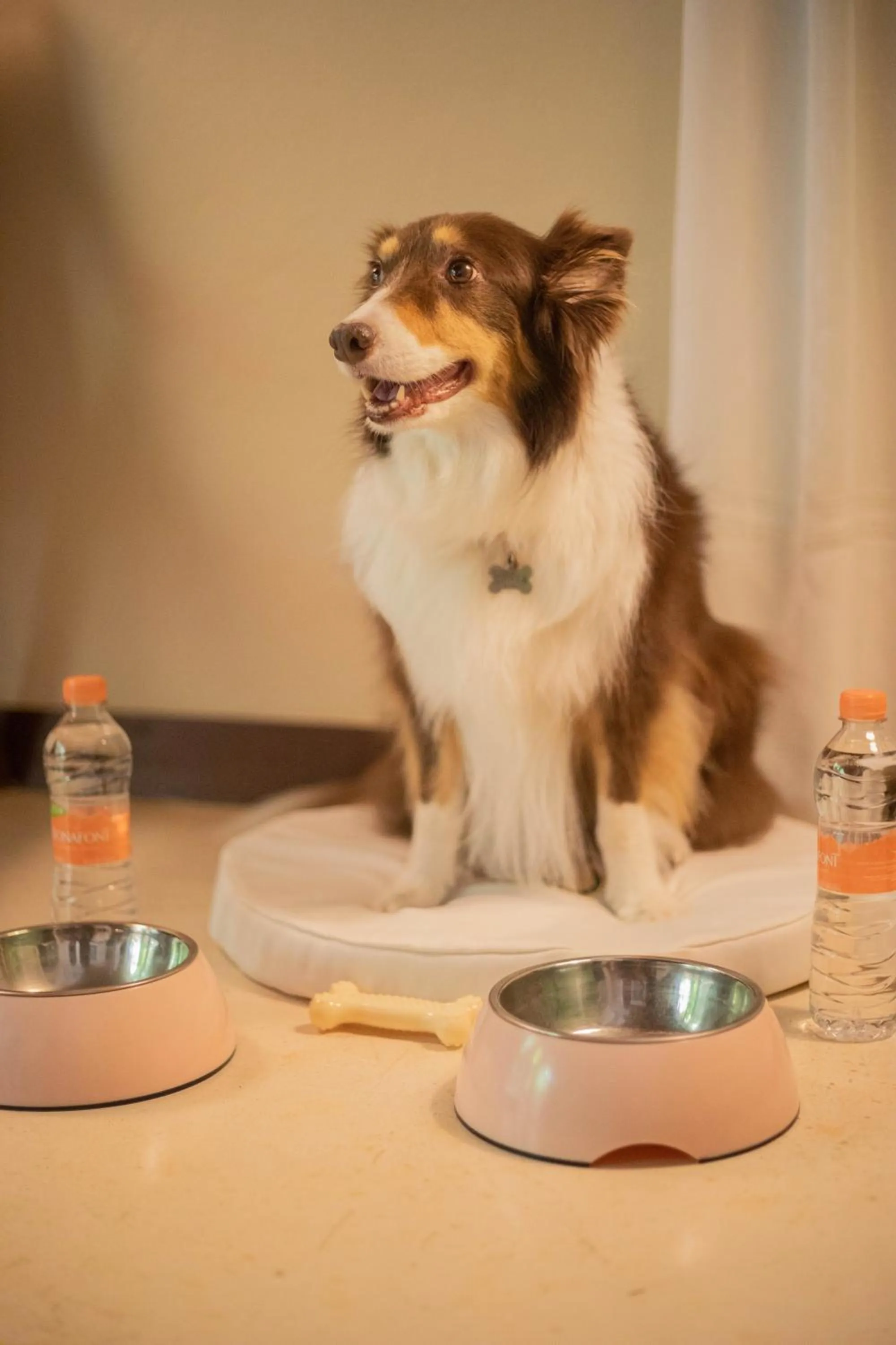 Animals in Viceroy Riviera Maya, a Luxury Villa Resort