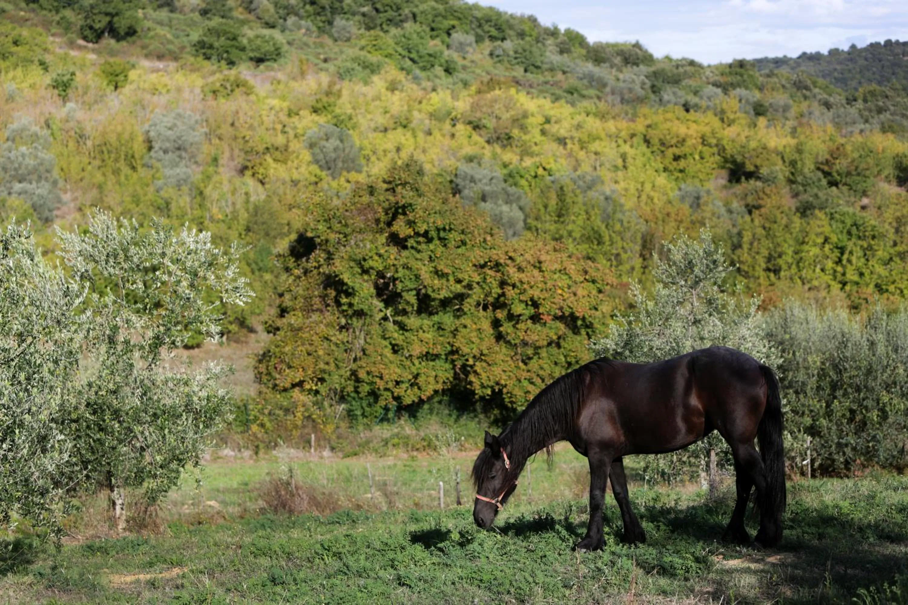 Garden view in Tenuta Ponziani Wine Resort&Spa