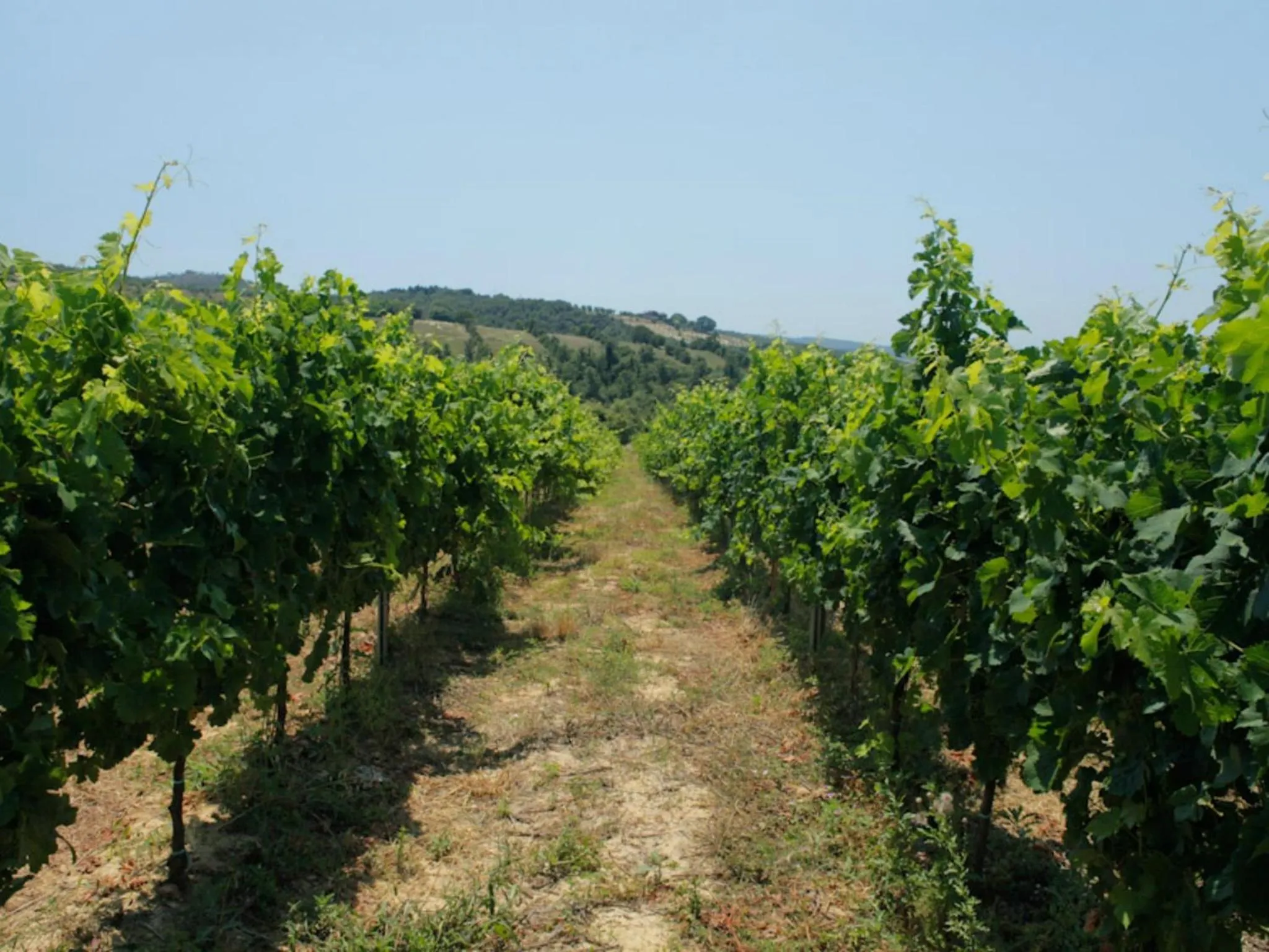 Garden in Tenuta Ponziani Wine Resort&Spa