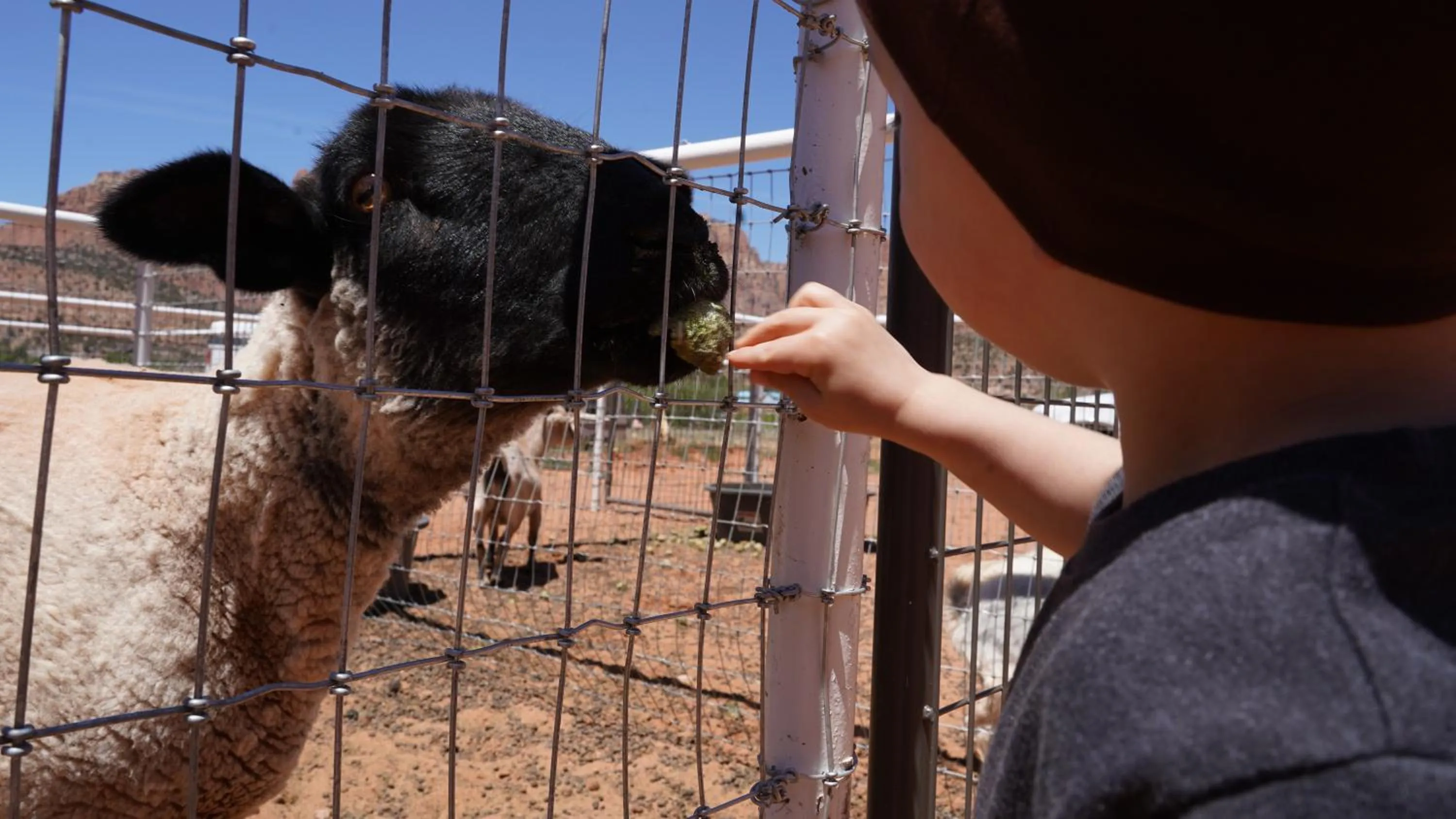 Animals in Zion View Camping