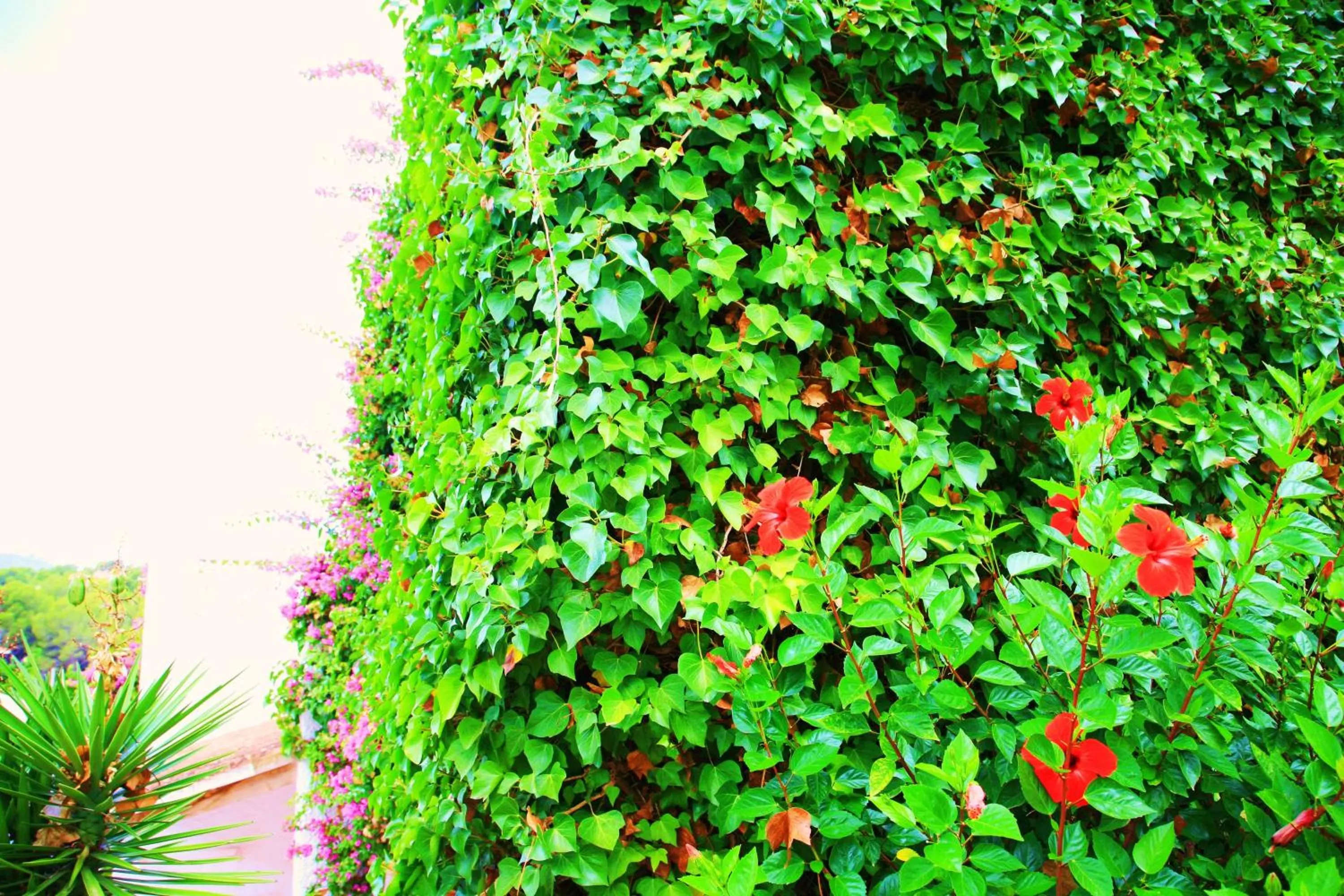 Garden in Villa Columbus Rooms and Restaurant