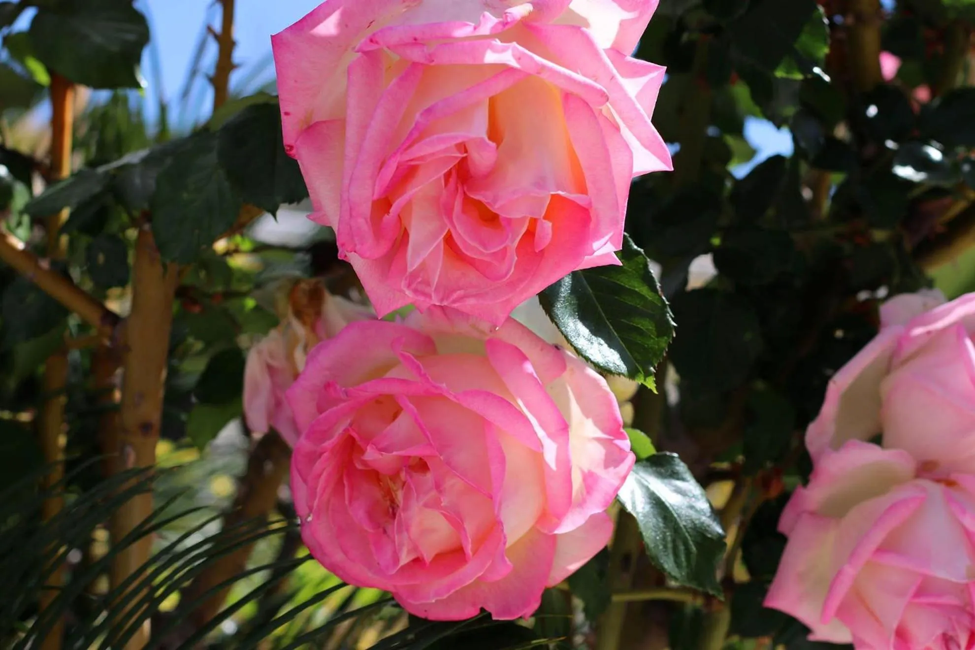 Villa Columbus Rooms and Restaurant