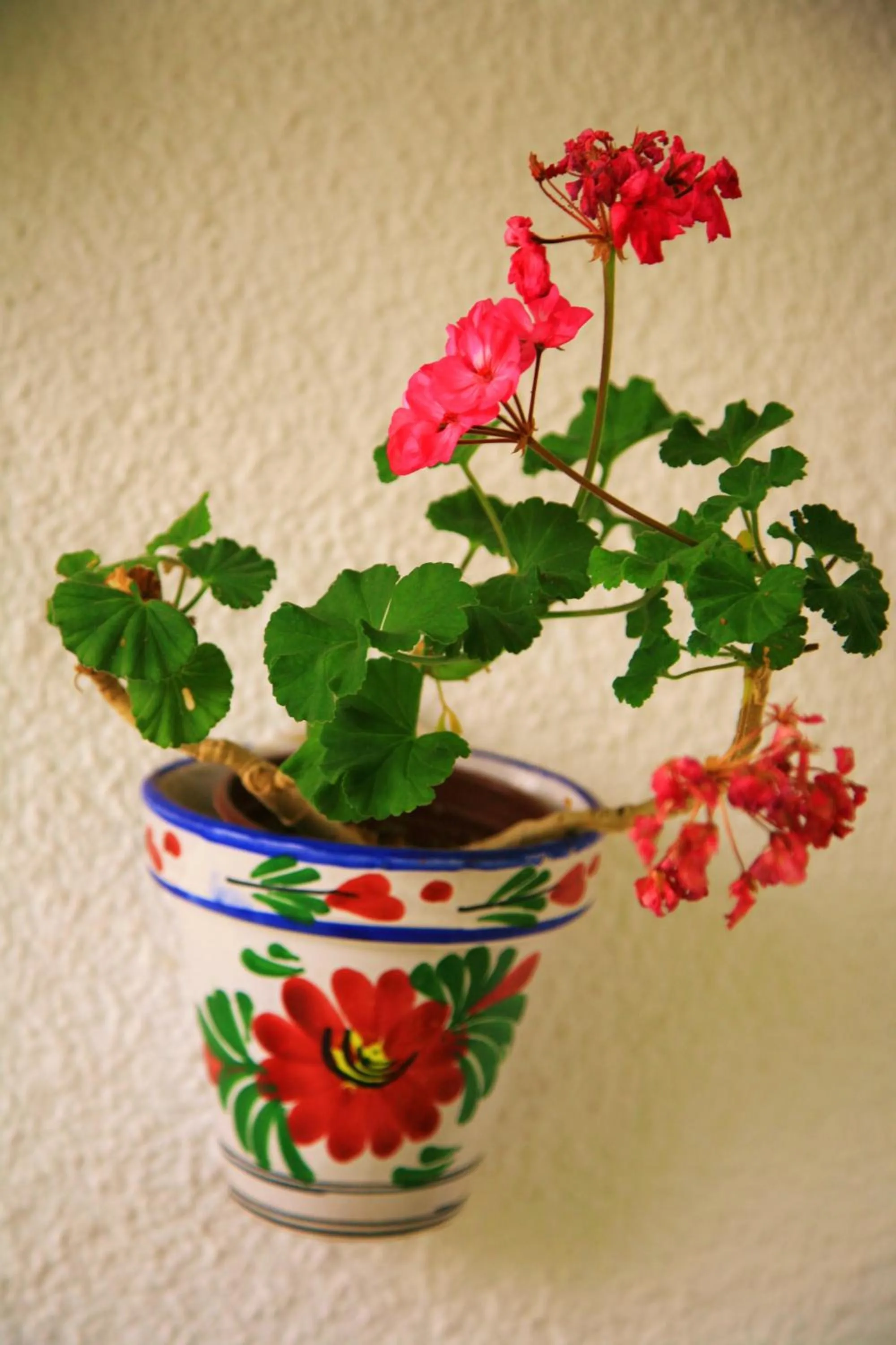 Garden in Villa Columbus Rooms and Restaurant