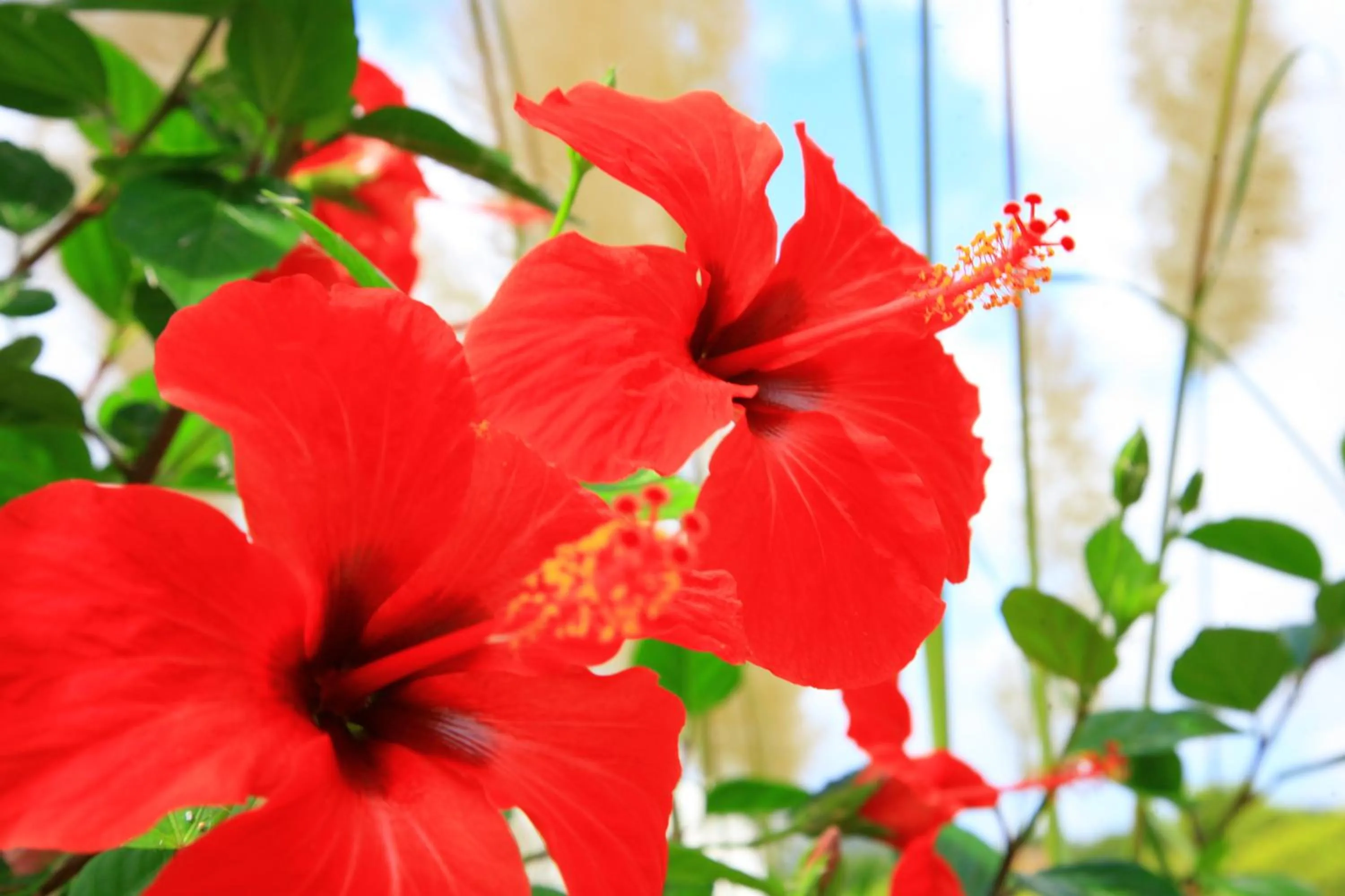 Garden in Villa Columbus Rooms and Restaurant