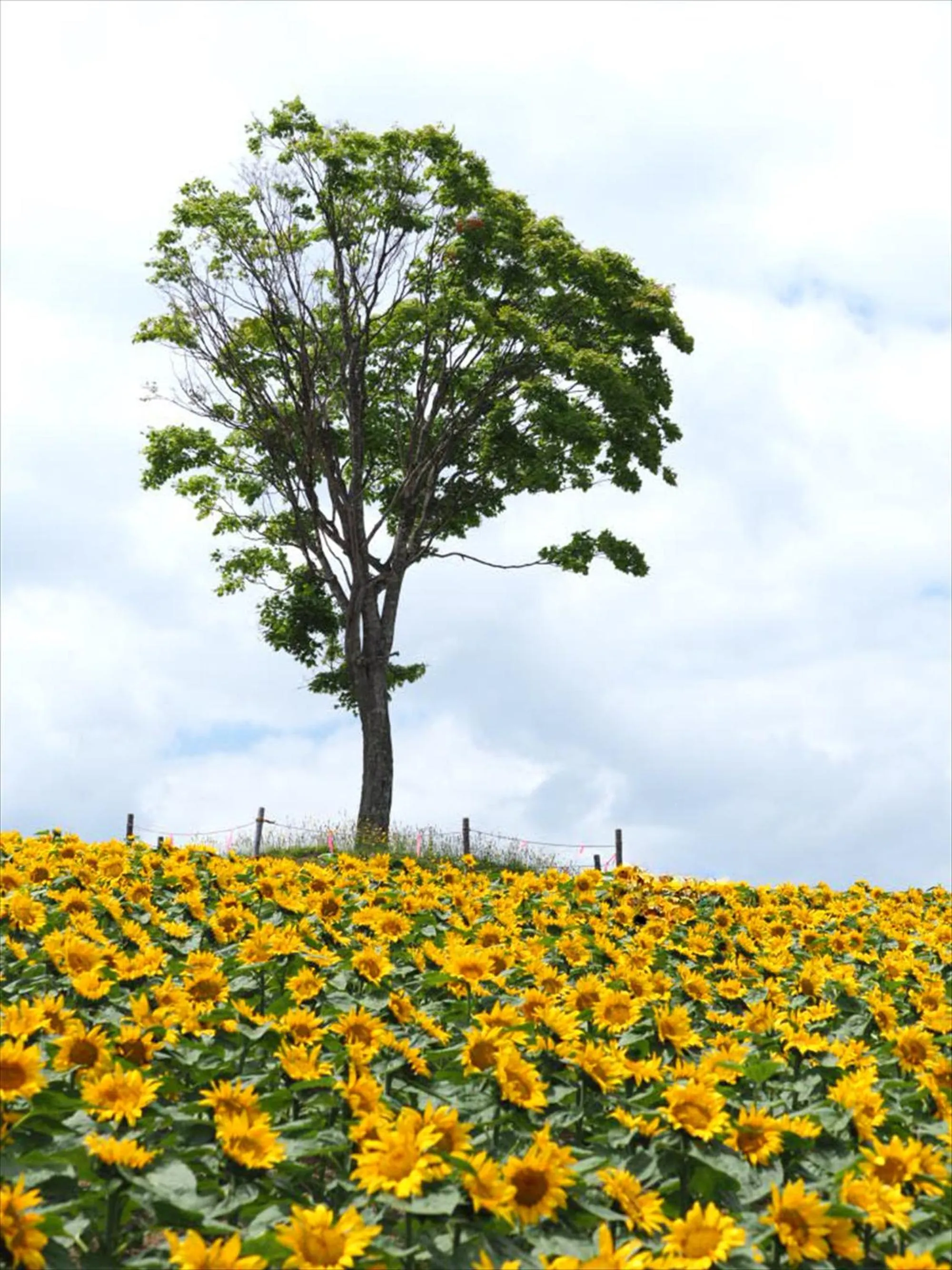 Natural landscape in Jadan House