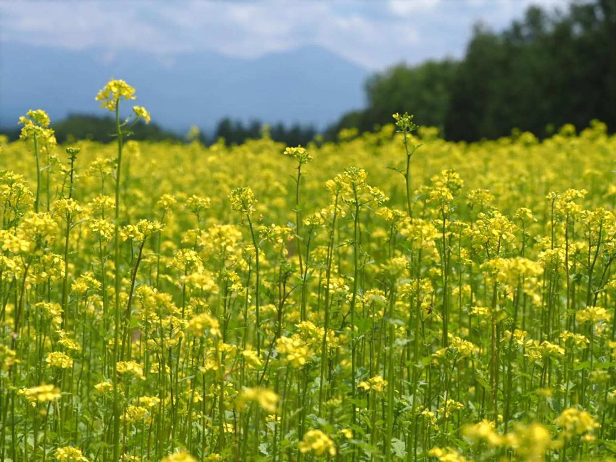 Natural landscape in Jadan House