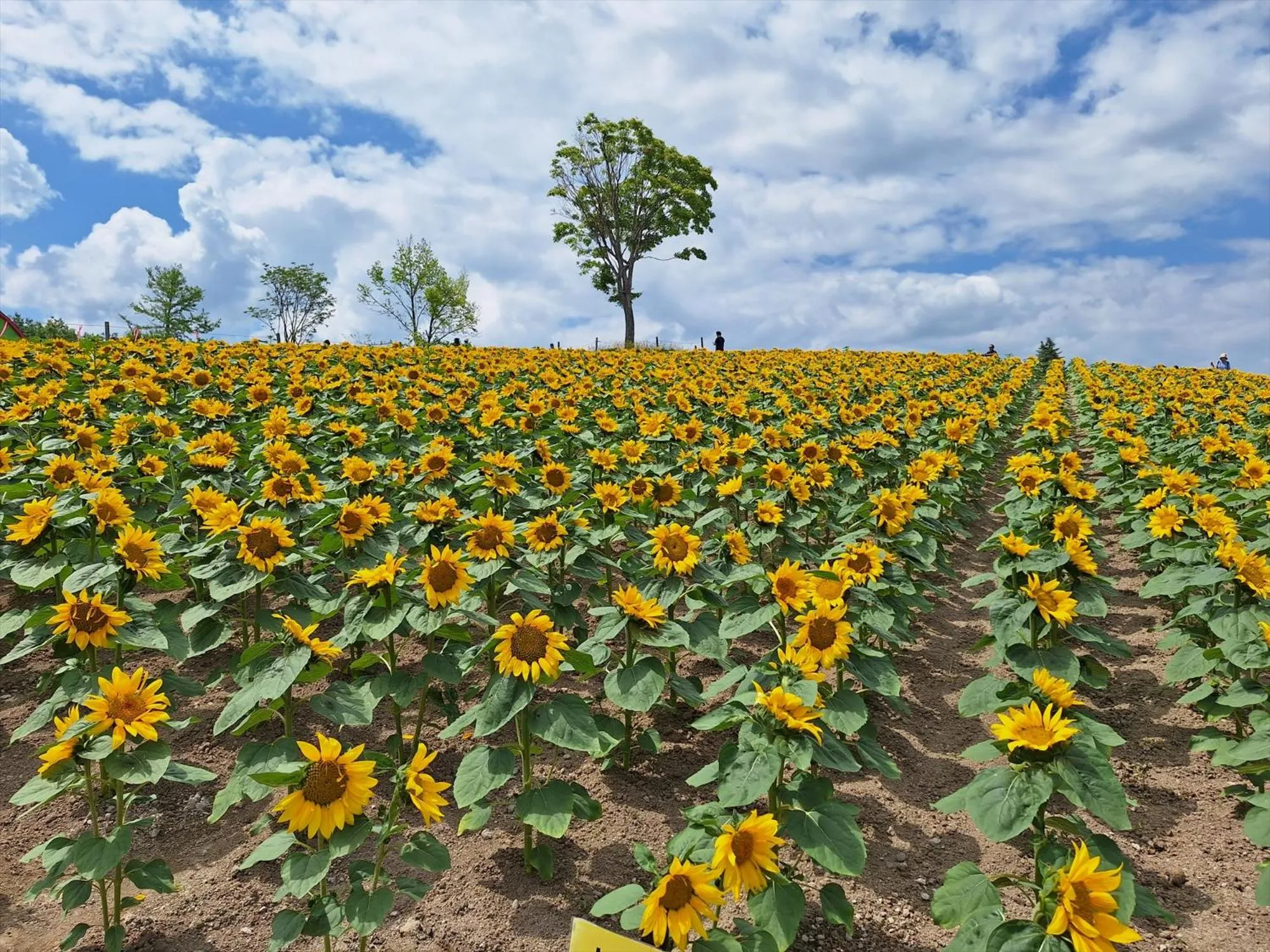 Summer in Jadan House