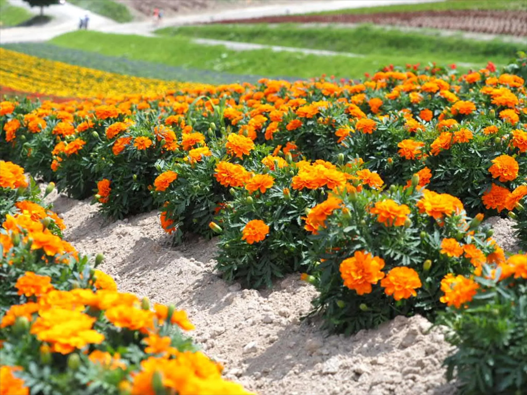 Summer in Jadan House