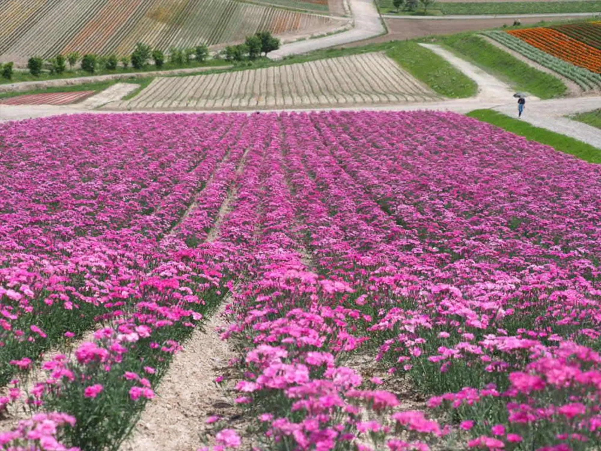 Natural landscape in Jadan House