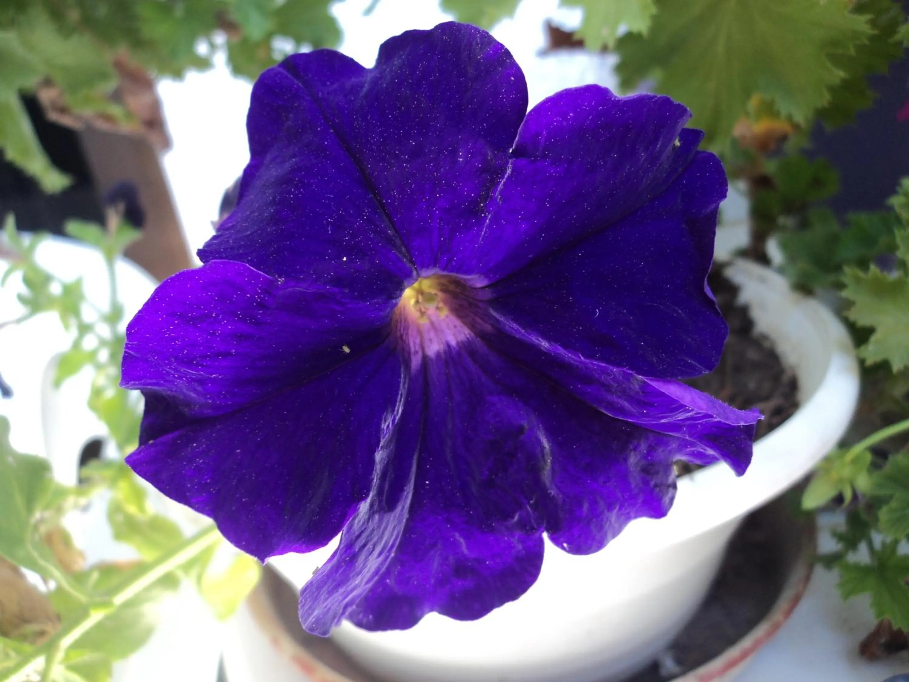 Garden view in Rosmari Hotel