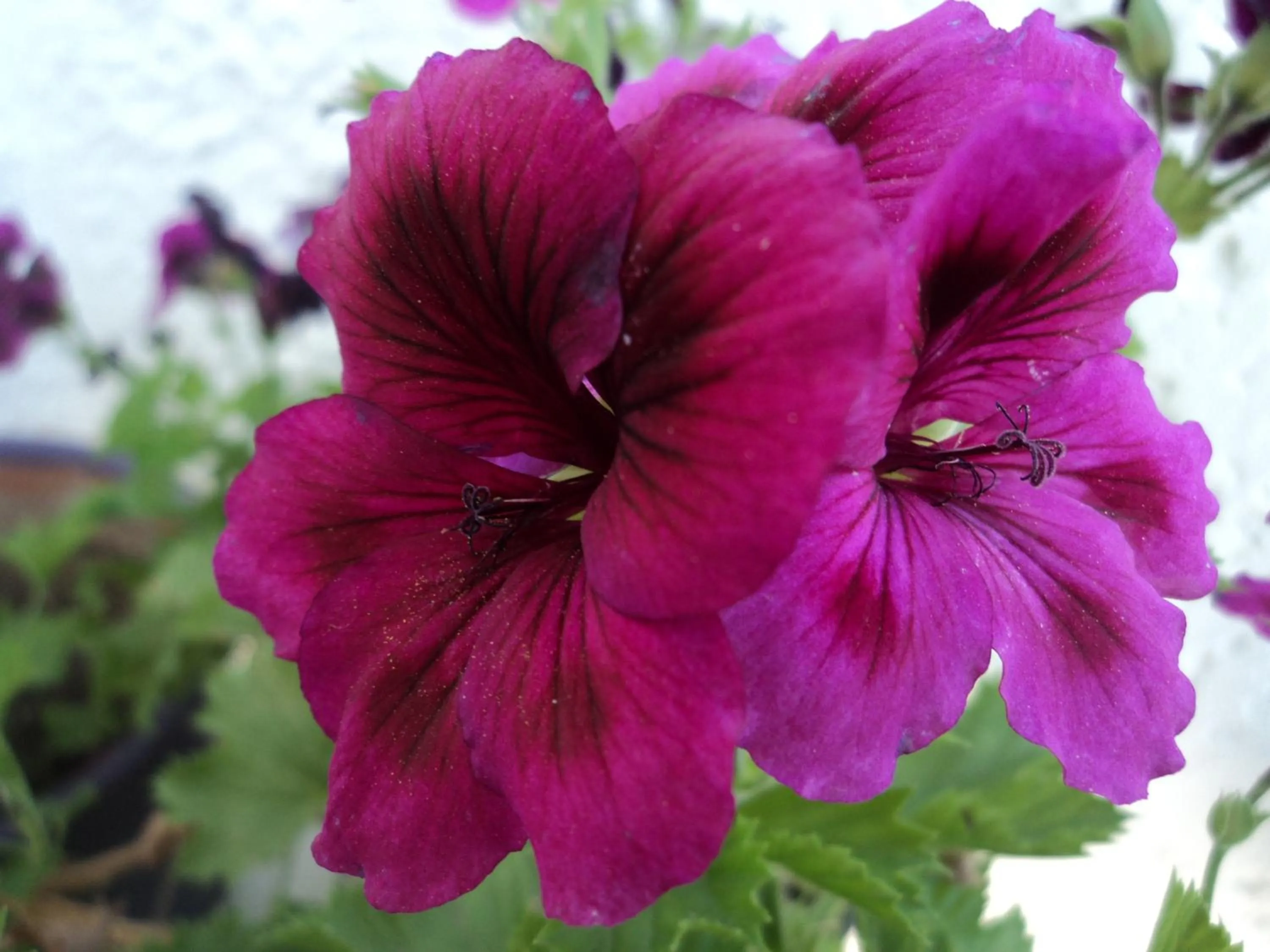 Garden view in Rosmari Hotel
