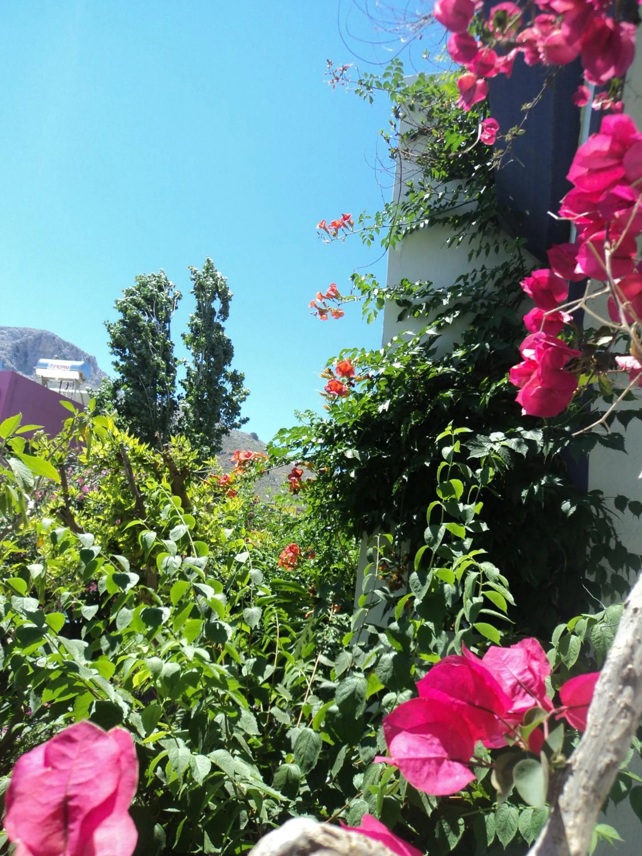 Garden view in Rosmari Hotel