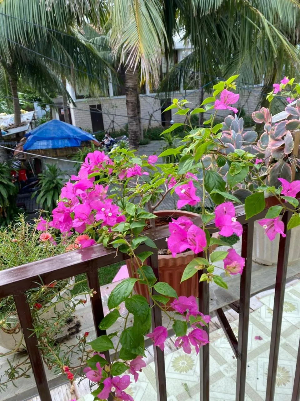 Garden in Cuong Thinh Homestay