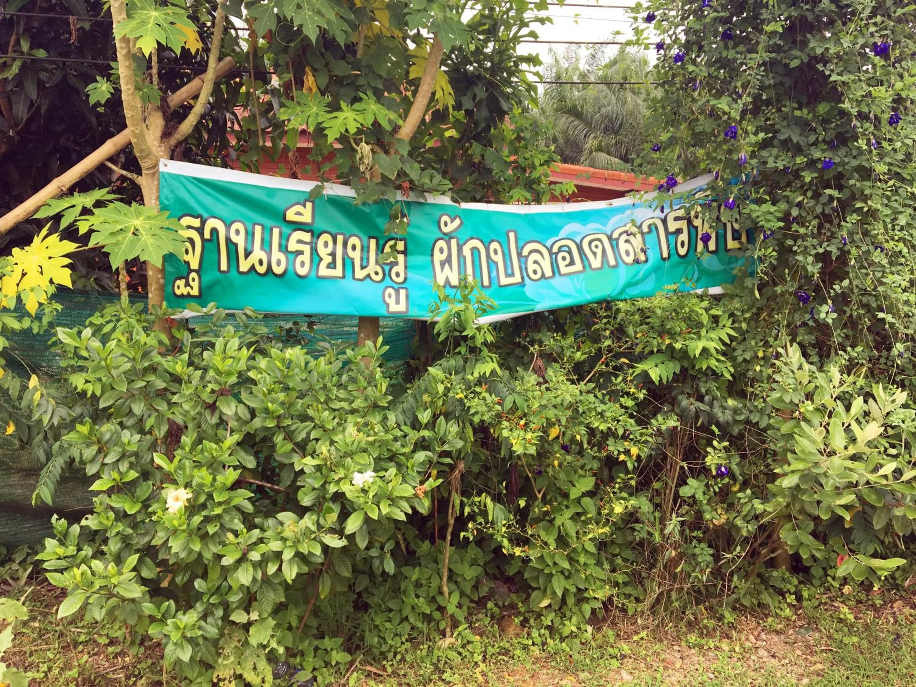 Other in Go Green Resort