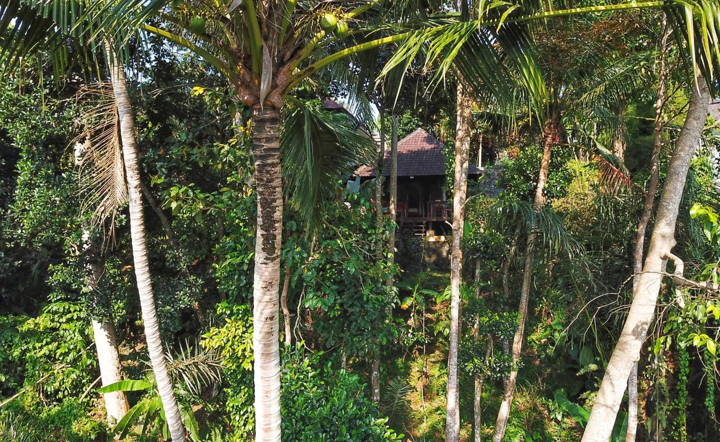 Garden view in Secluded Jungle Villa