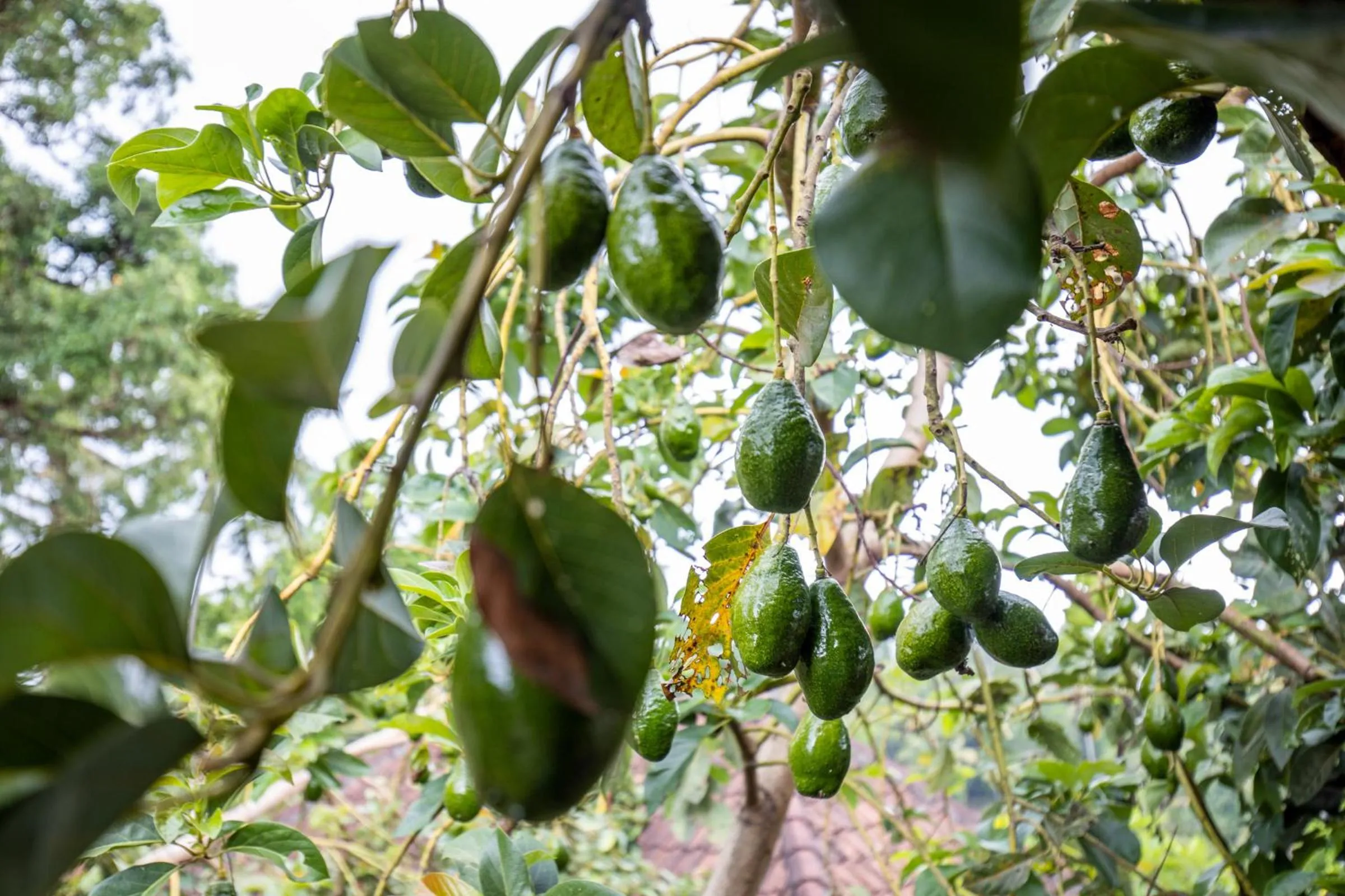 Garden in Secluded Jungle Villa