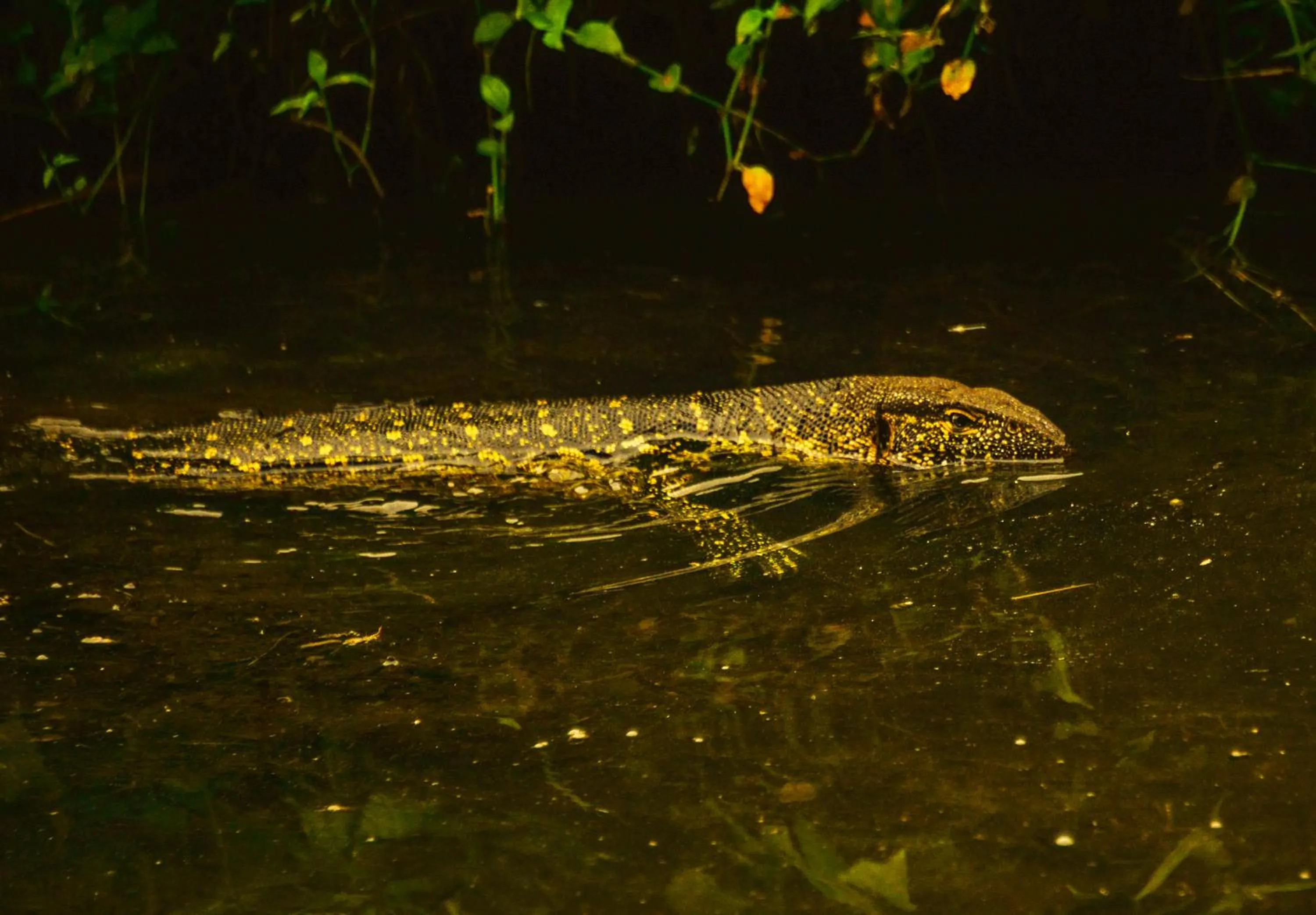 Natural landscape in Serenada Eco Resort