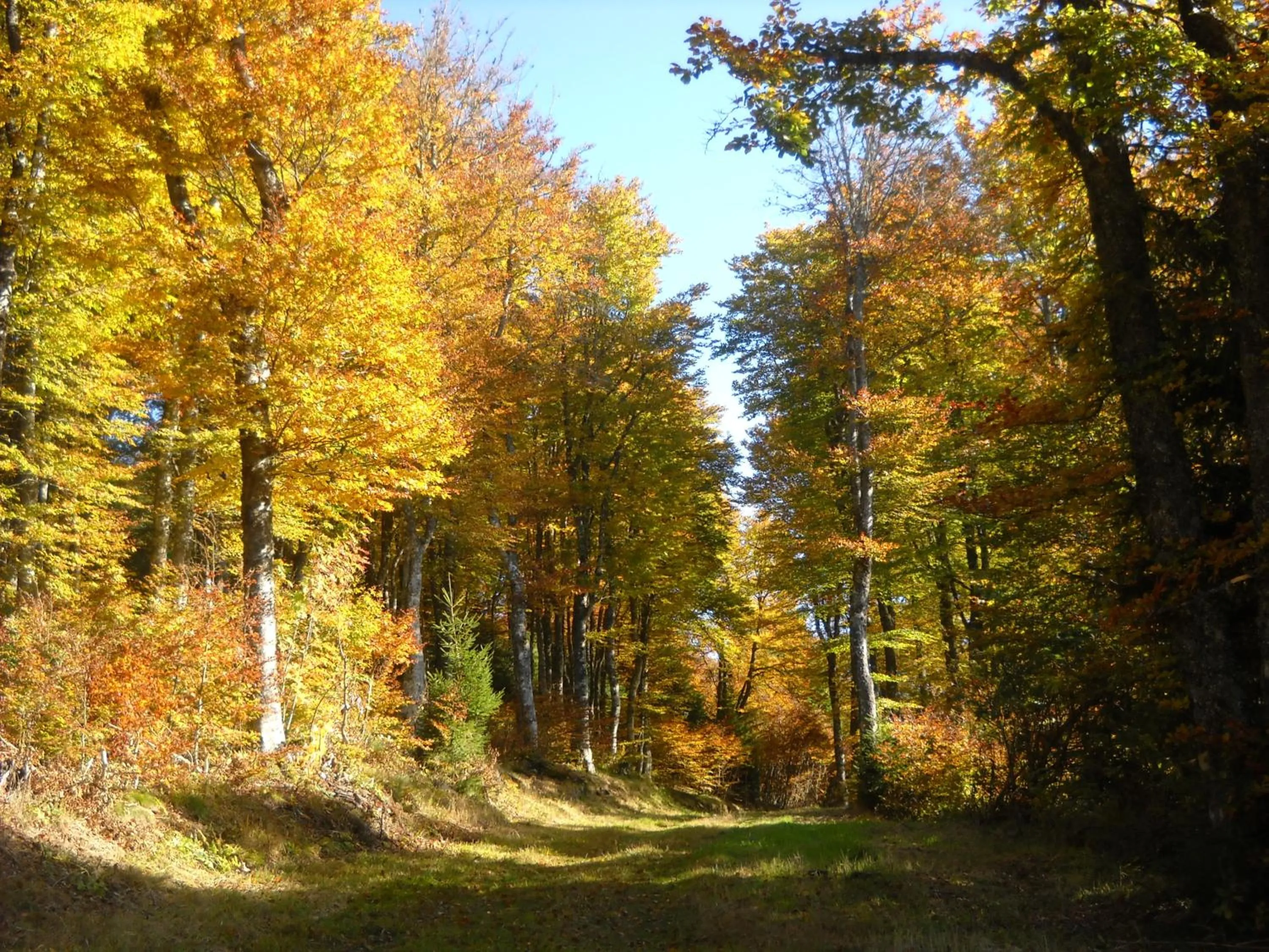 Off site in Gergovia