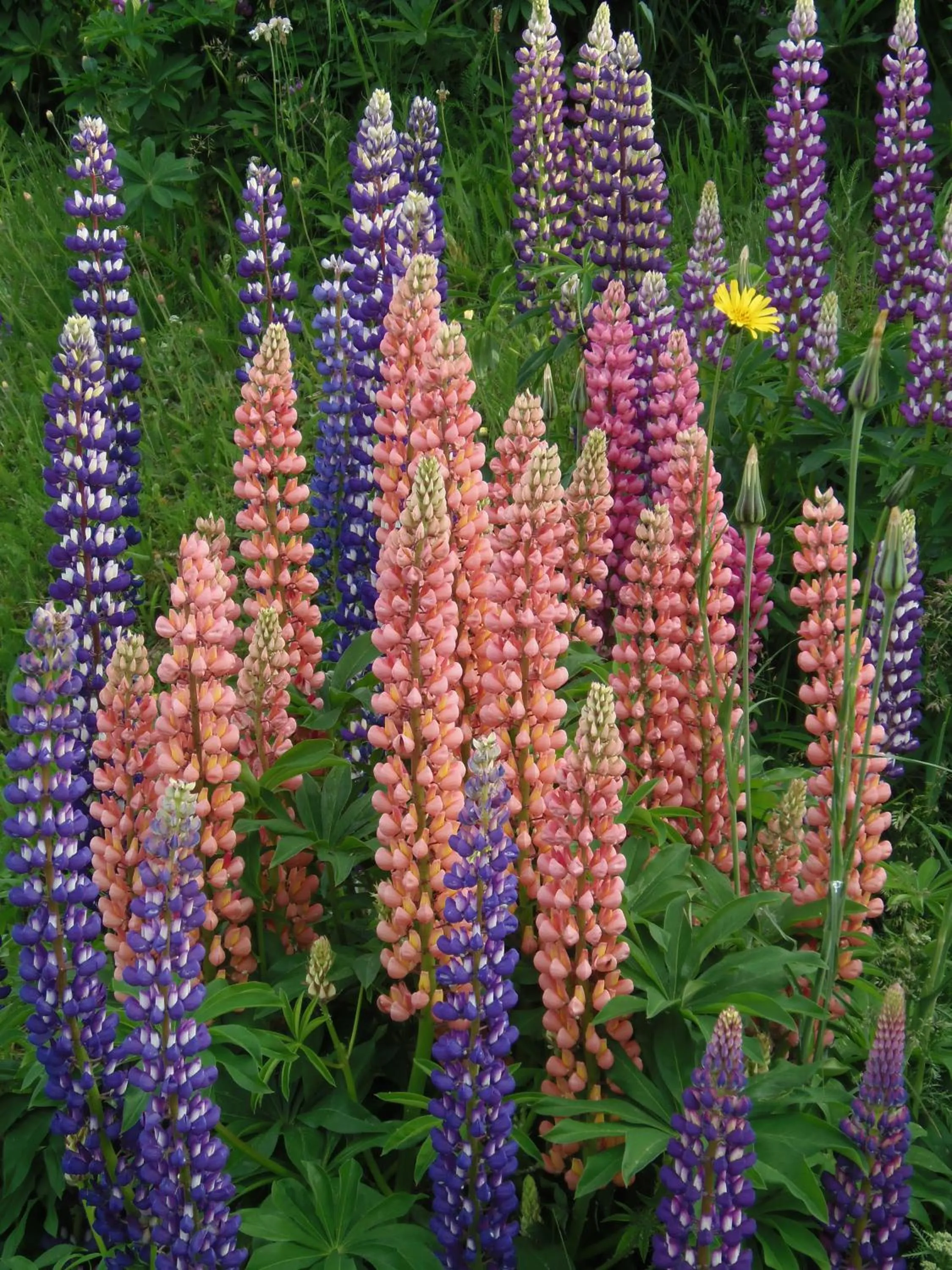 Natural landscape in Gergovia