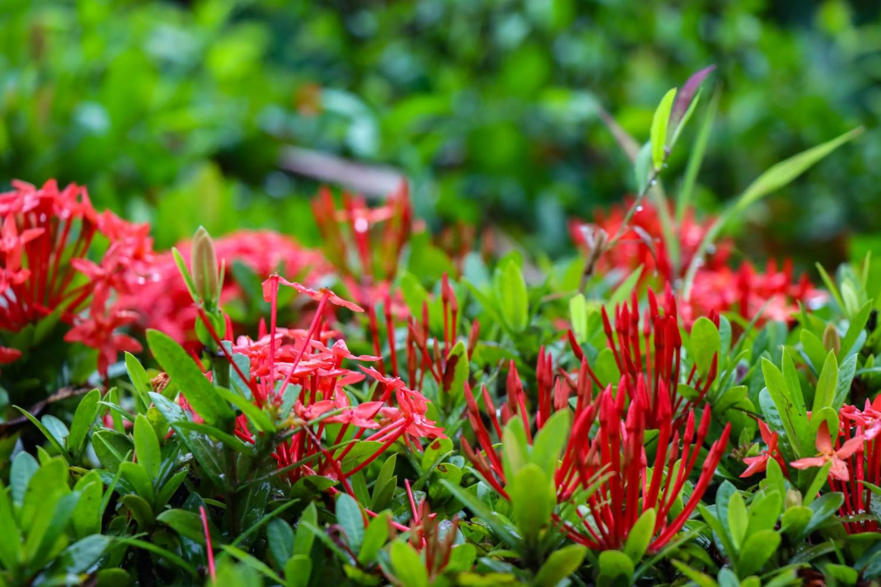 Garden in Andaman Seaside Resort Bangtao Beach