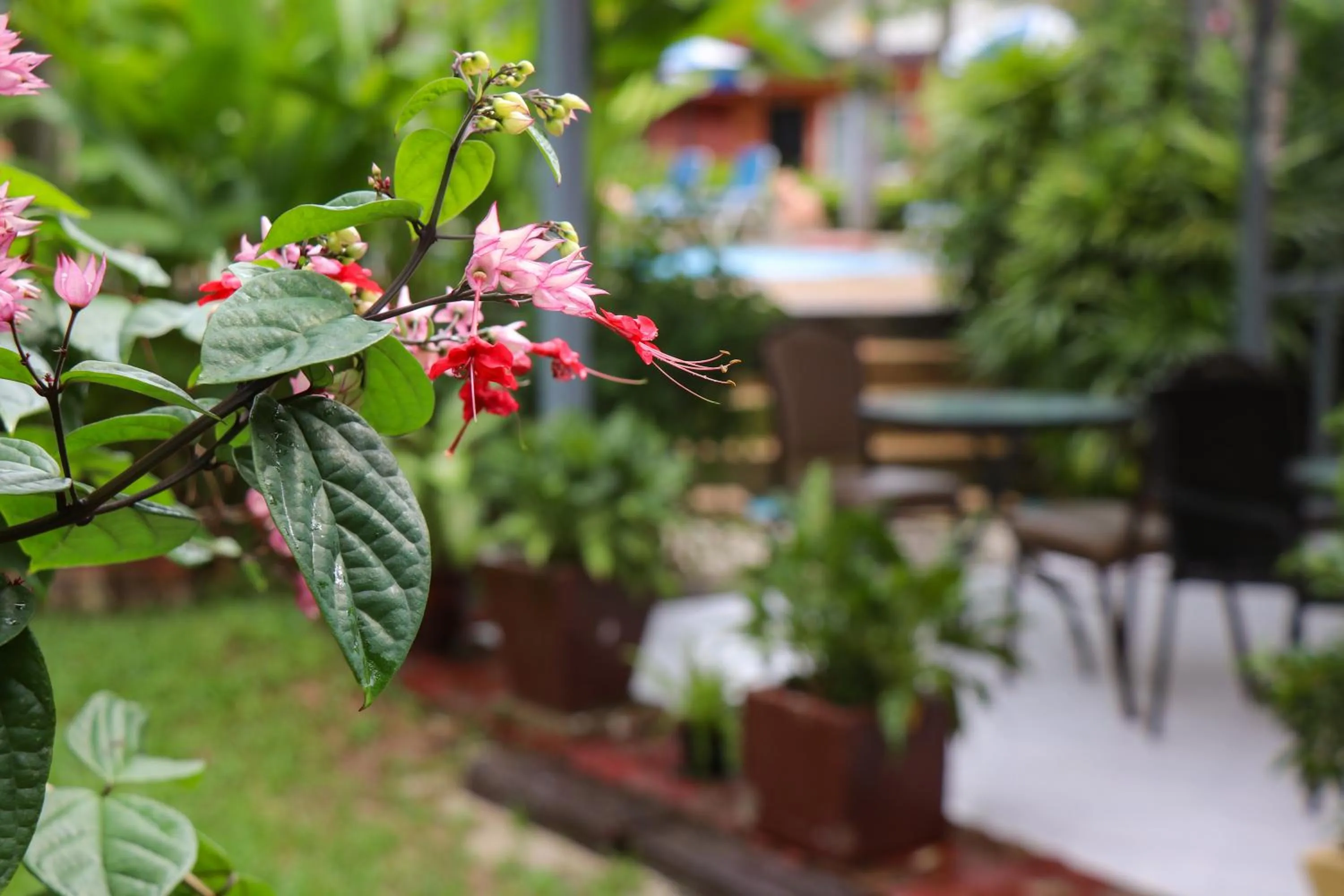 Garden view in Andaman Seaside Resort Bangtao Beach