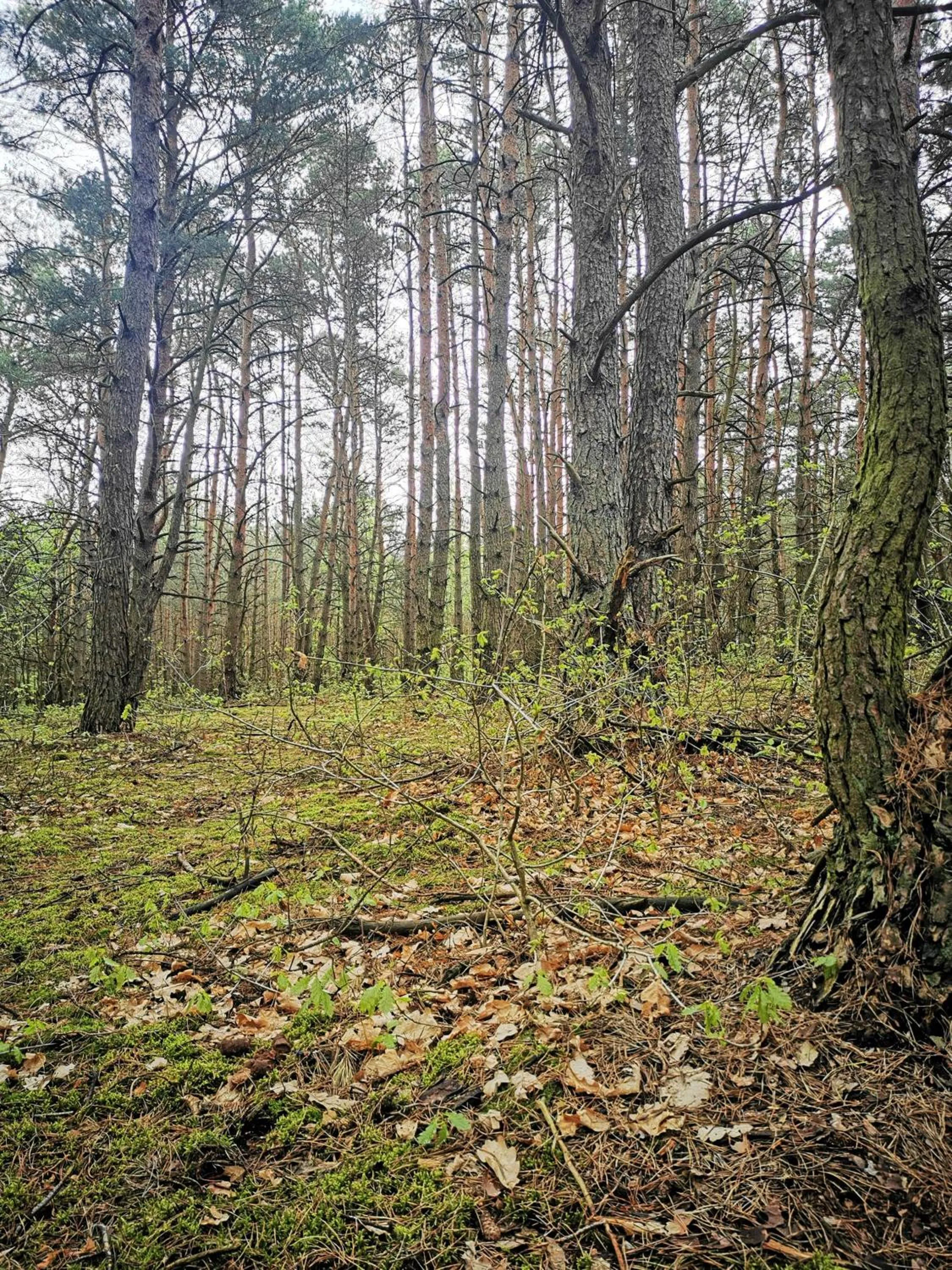 Natural landscape in Hotel Szablewski