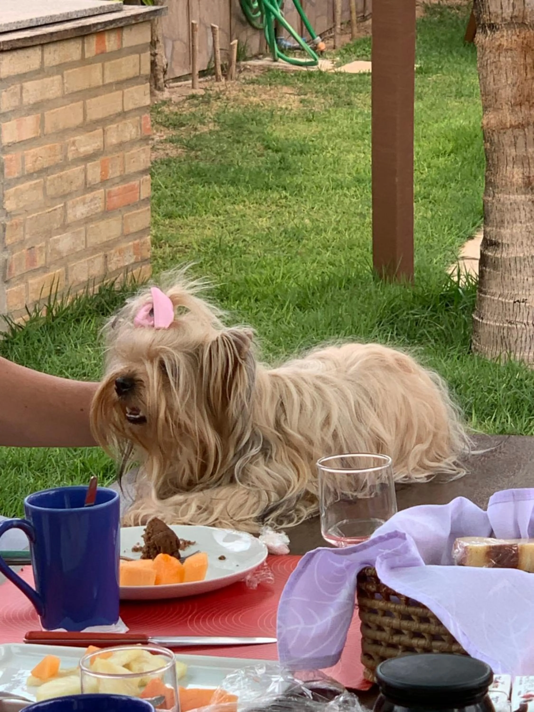 Pets in Residenza Canoa