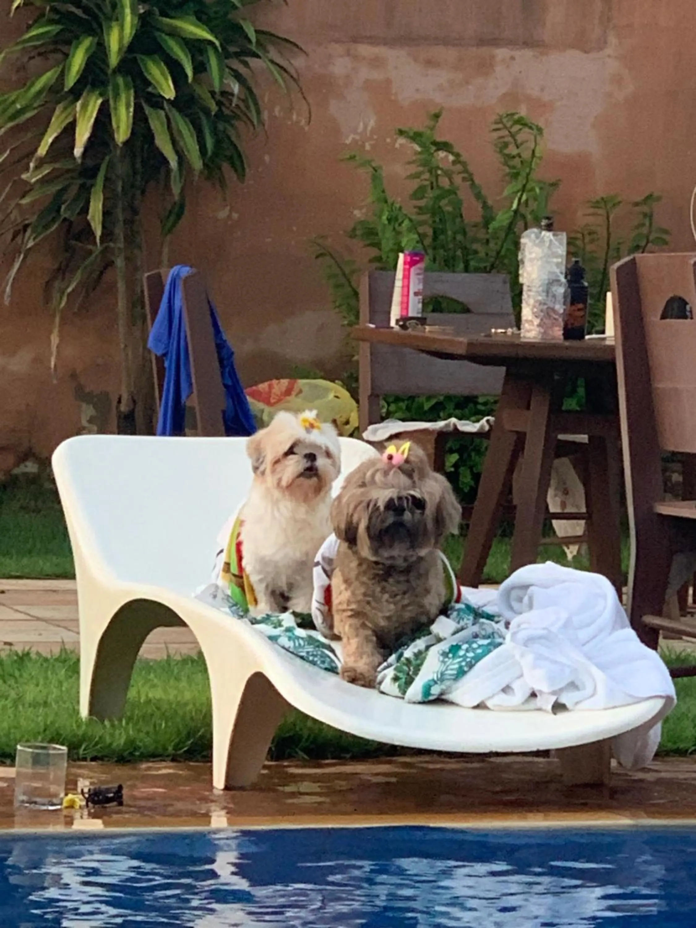 Pets in Residenza Canoa