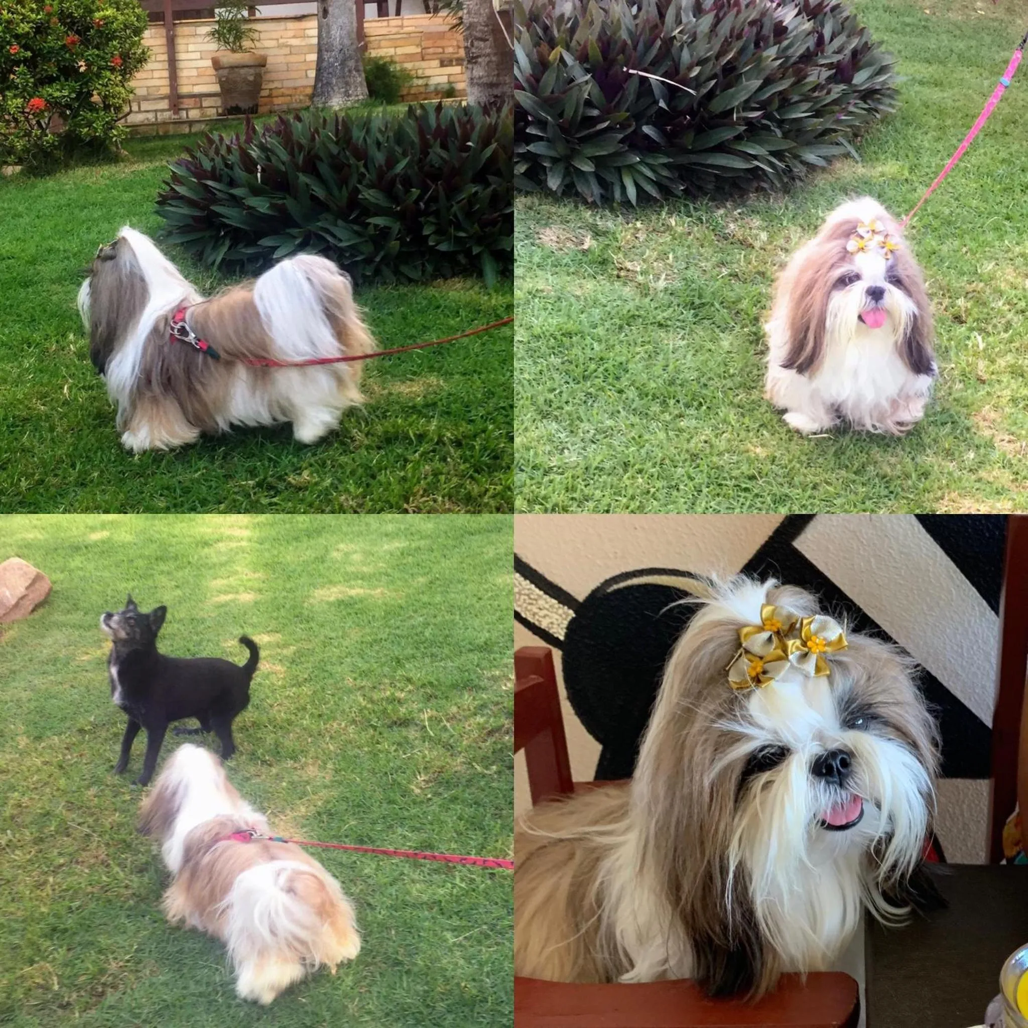 Animals in Residenza Canoa