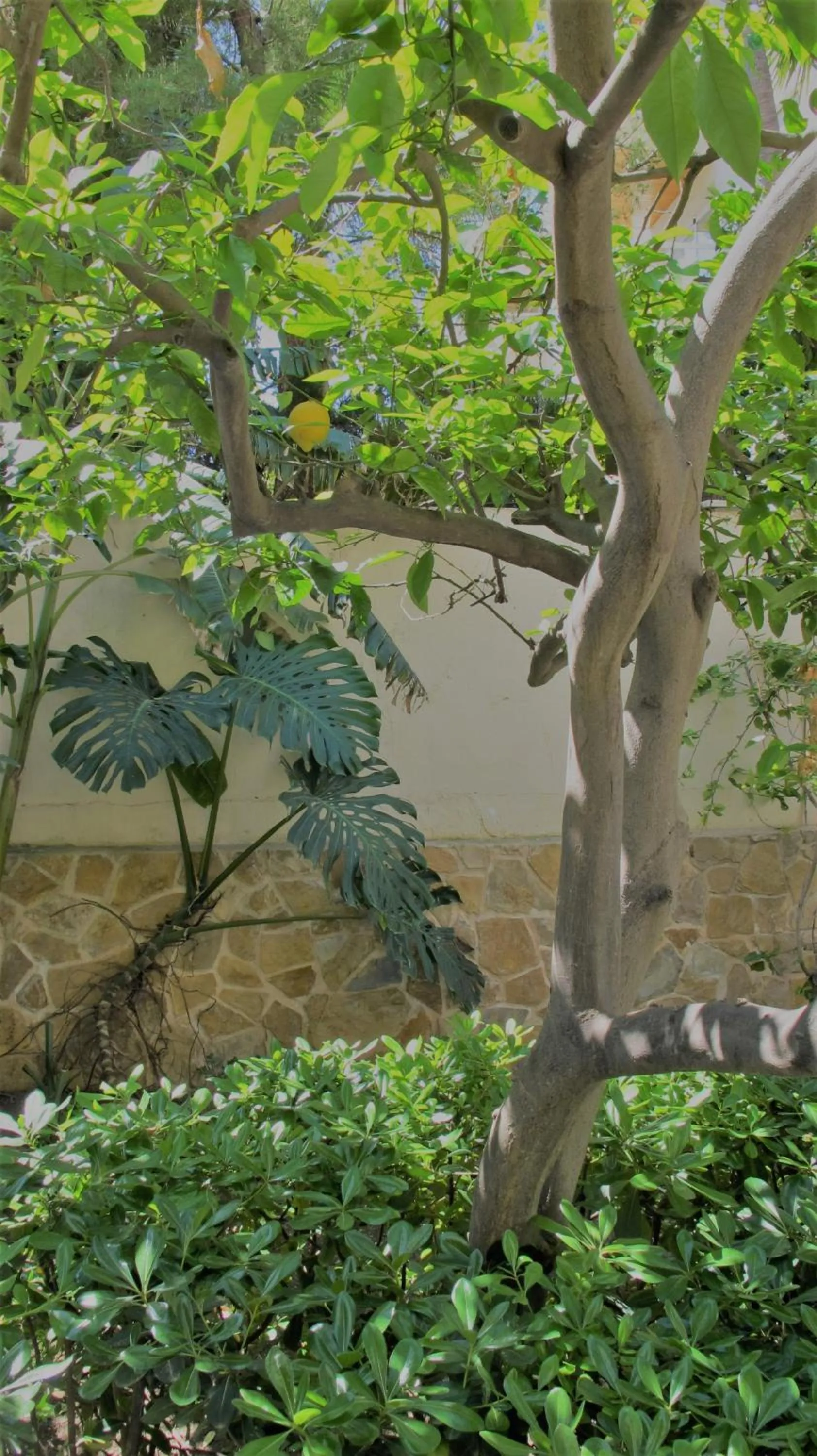 Garden in Hostal Bonany