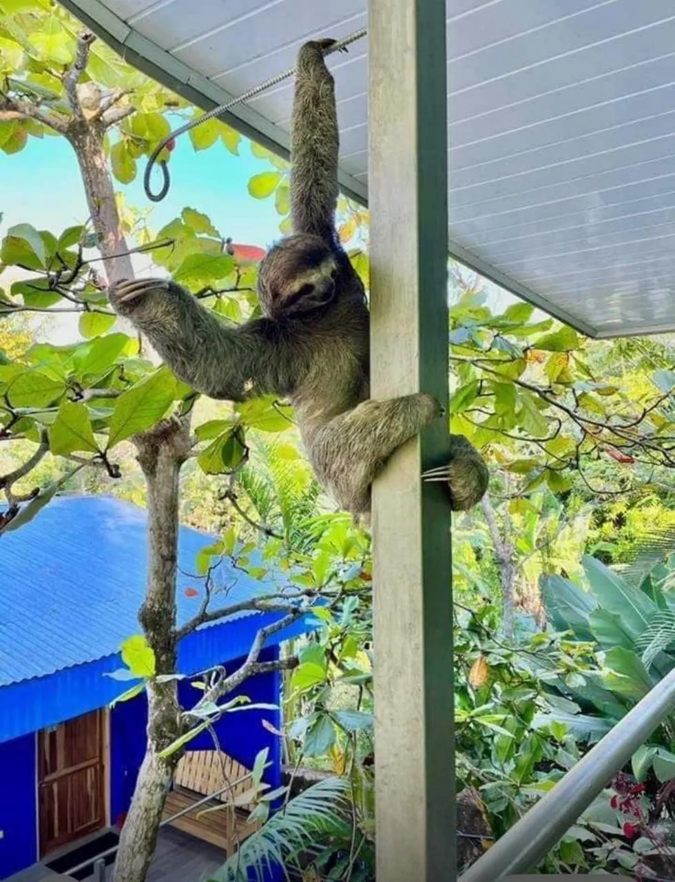 Animals in Peace of Paradise Breakfast Included Free Manuel Antonio Park Tour