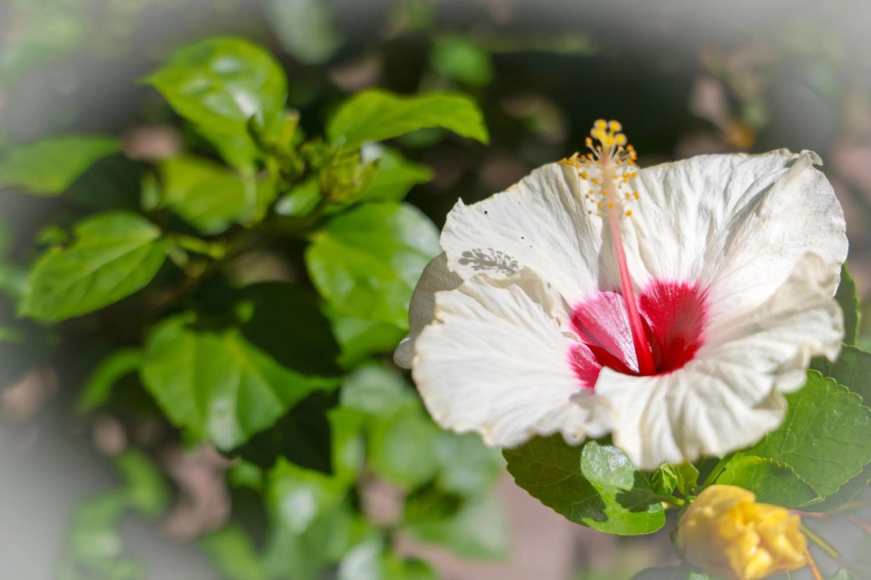 Spring in Hotel Pousada Coqueiros