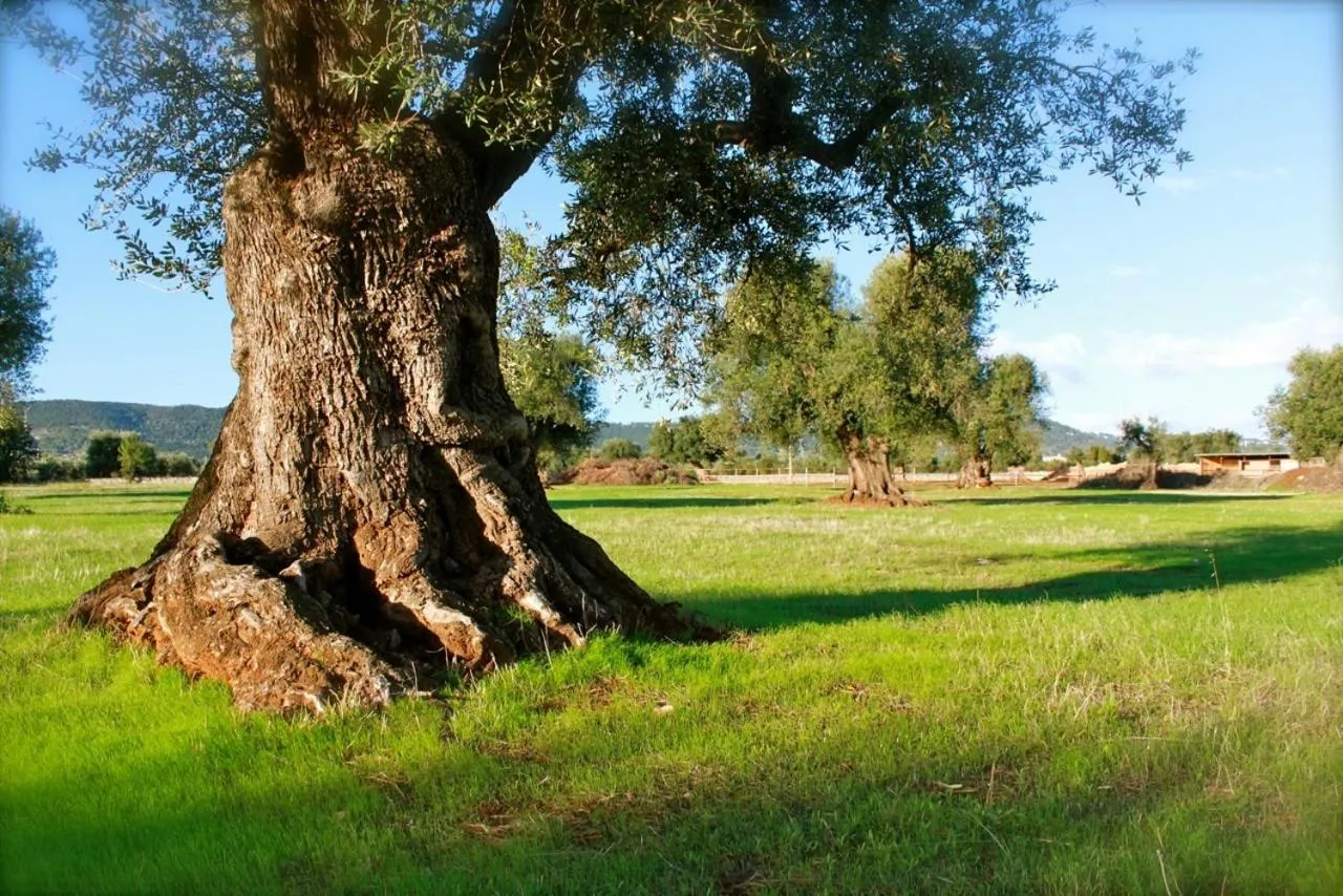 Day in Masseria Salamina