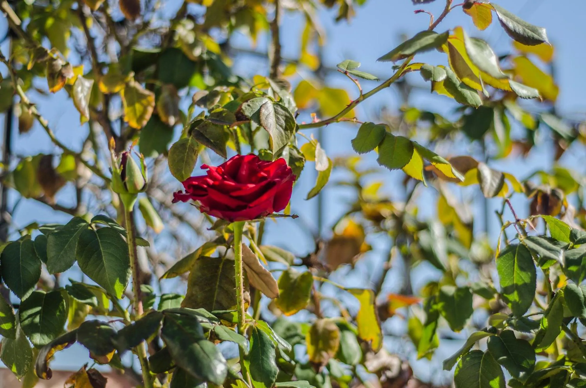 Other in Riad Sidi Fatah