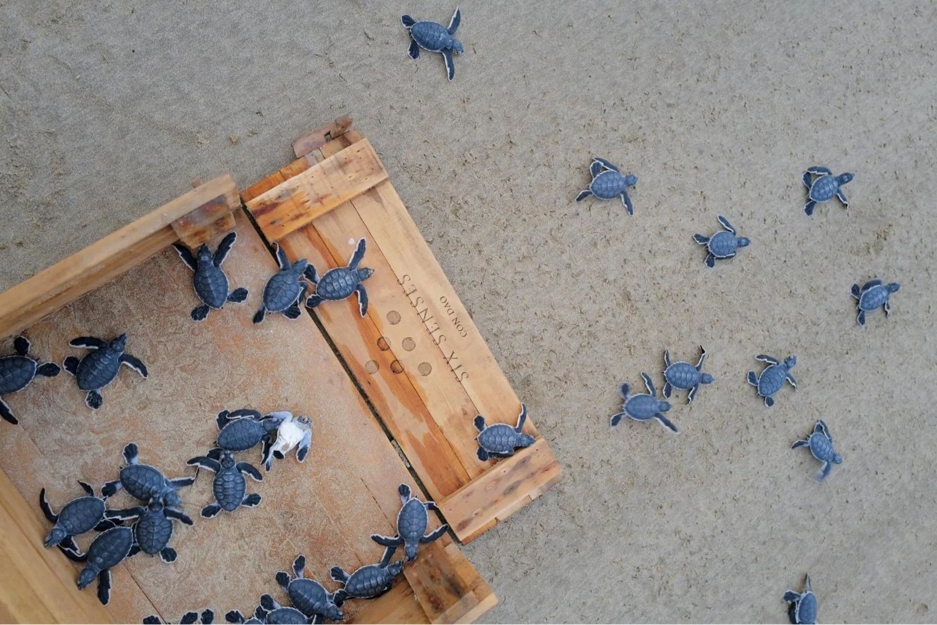 Activities in Six Senses Con Dao - Turtle Island Paradise