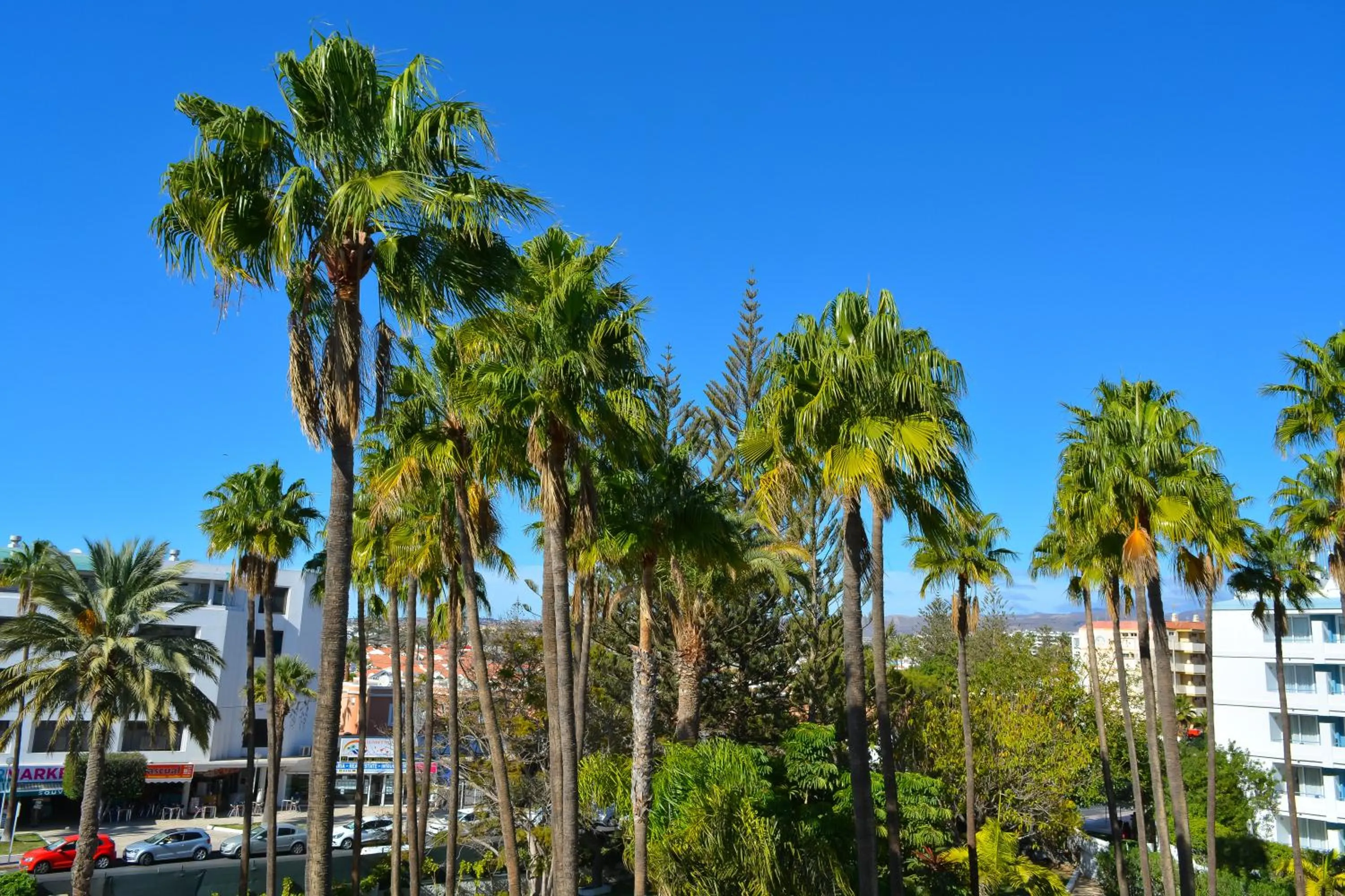 Garden in Playa Del Sol - Adults Only