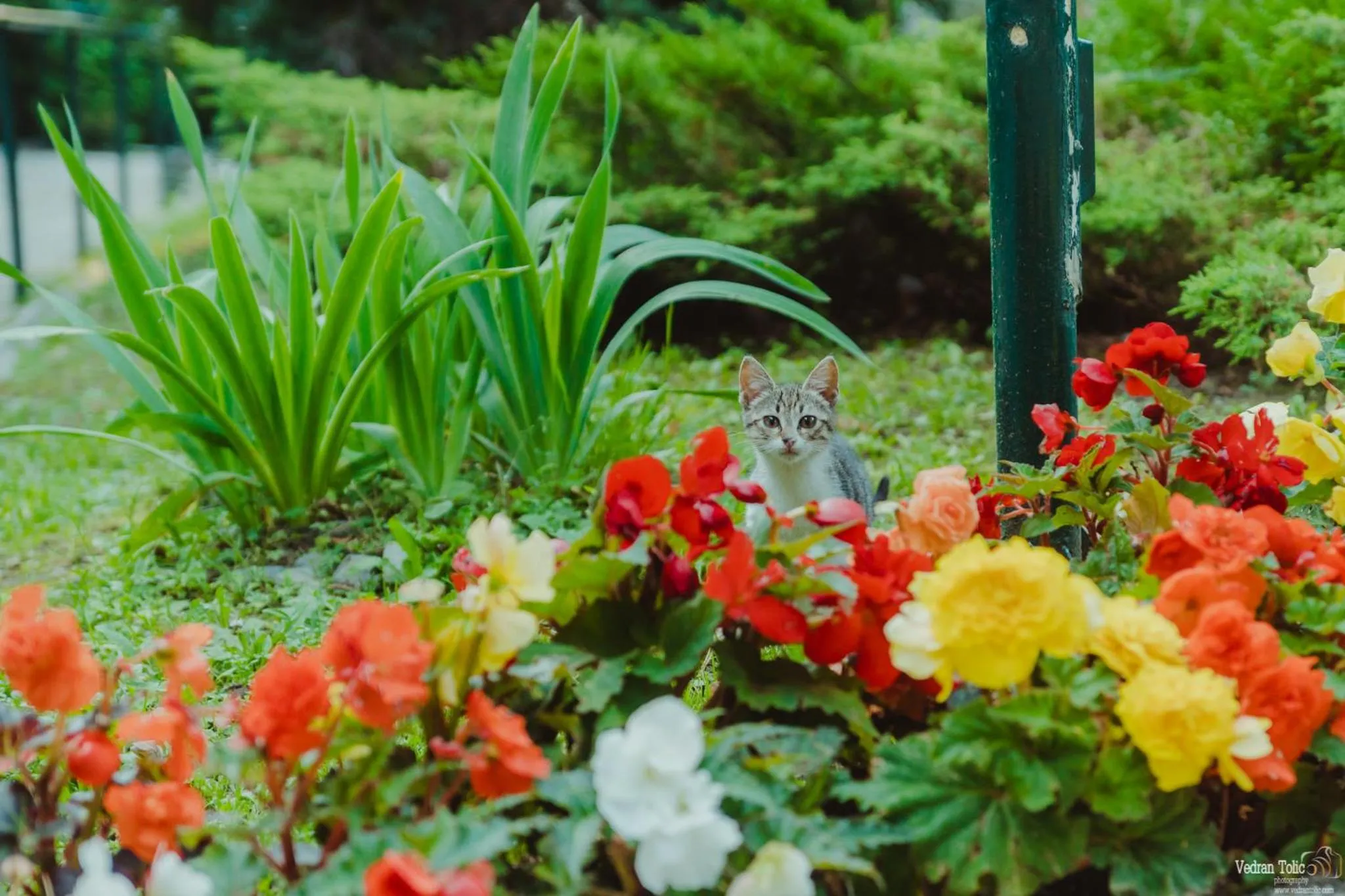 Pets in Hotel Tomislavov Dom