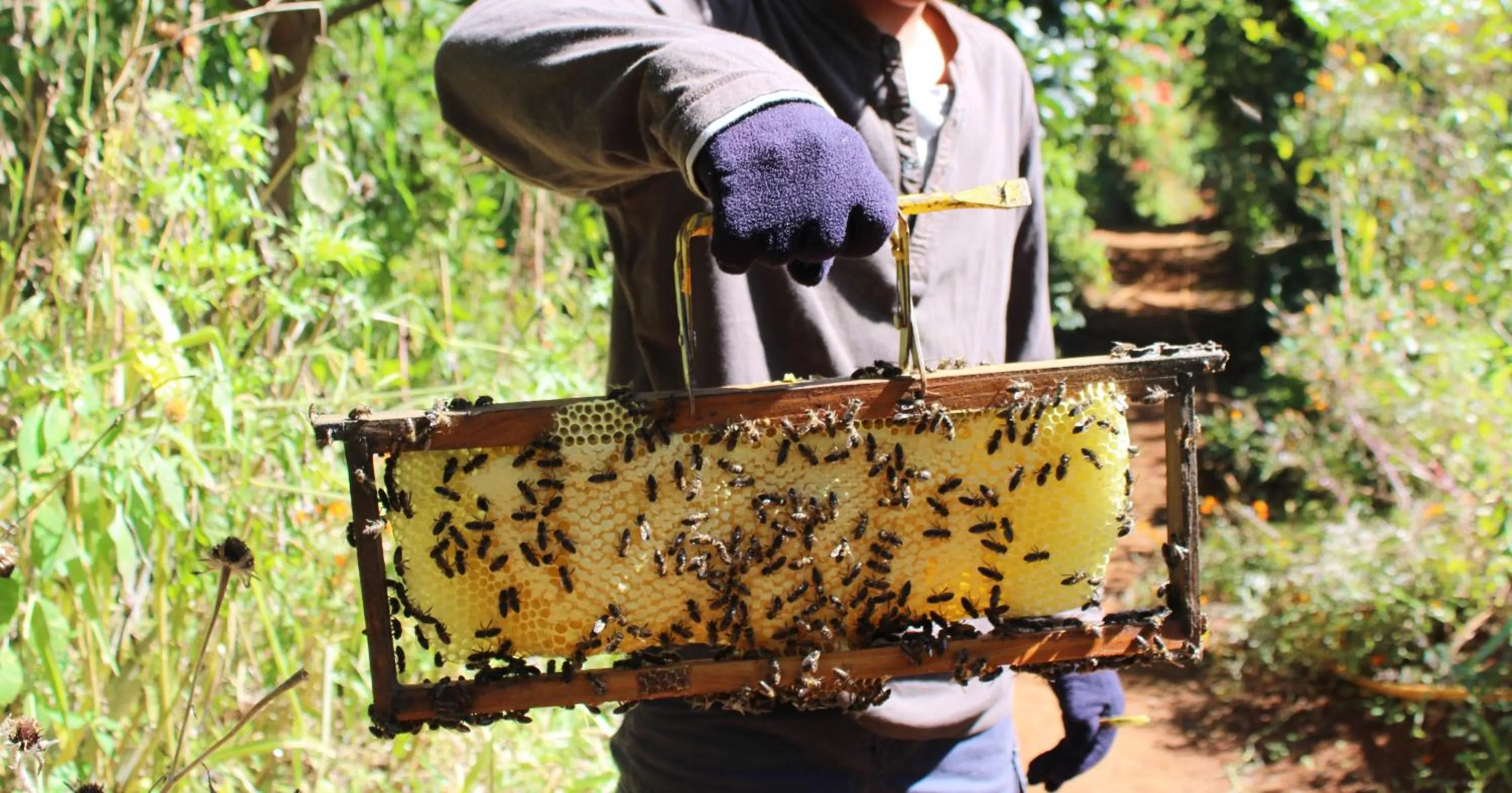 Garden in SOUIMANGA-HOTEL