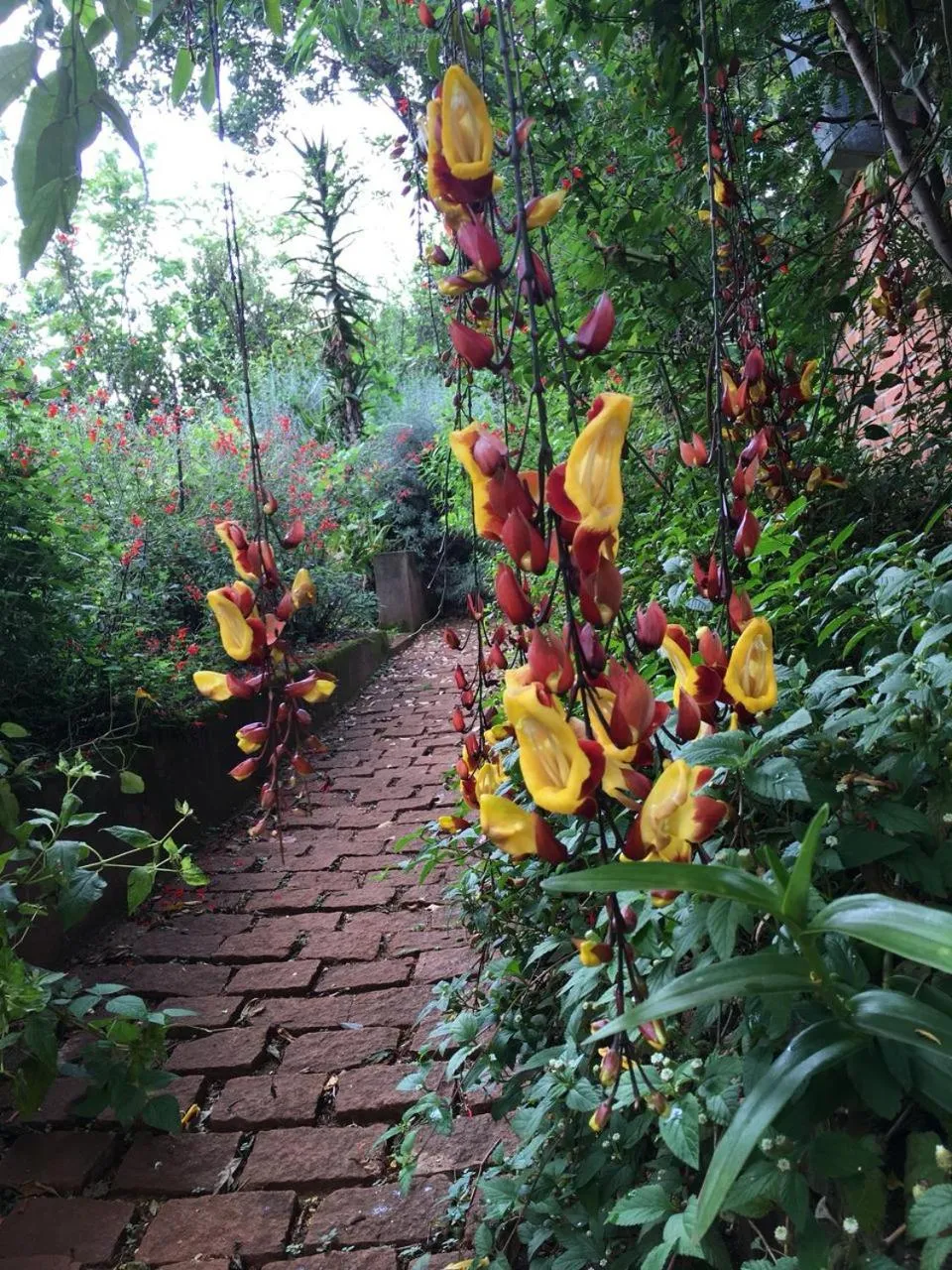 Garden in SOUIMANGA-HOTEL